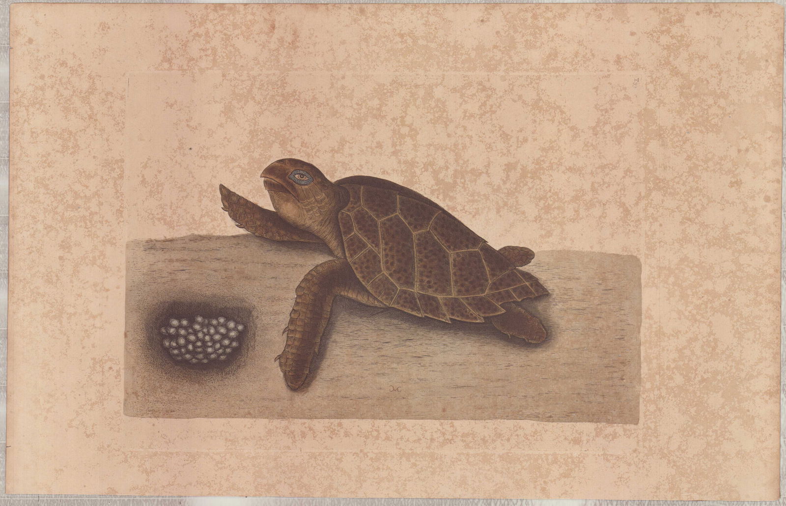 Mark Catesby (British, 1679-1749)Hand-Colored Engraving, The Hawks Bill Turtle: This hand-colored engraving is by Mark Catesby (British, 1679-1749), titled The Hawks Bill Turtle (Testudo caretta), plate number 39 from The Natural History of Carolina, Florida and the Bahama Island