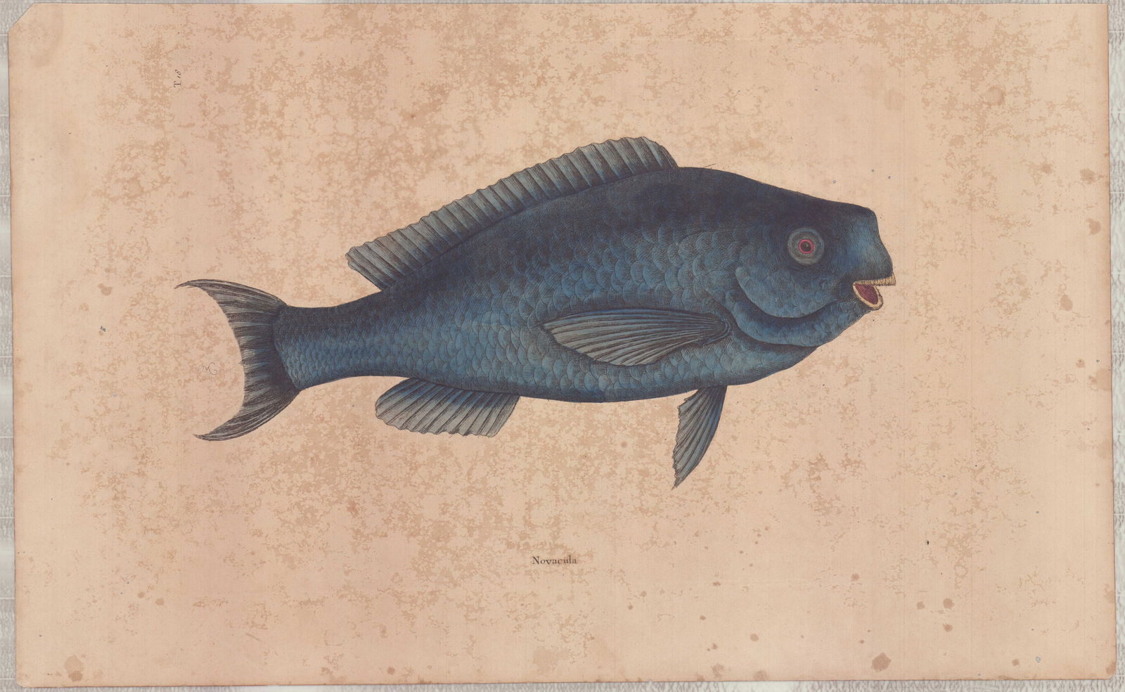 Mark Catesby (British, 1683-1749) Hand-Colored Engraving, The Blue Fish: The Blue Fish (Novacula) by Mark Catesby is plate 18 from The Natural History of Carolina, Florida and the Bahama Islands. This hand-colored engraving on toned laid paper depicts a blue fish in a scie