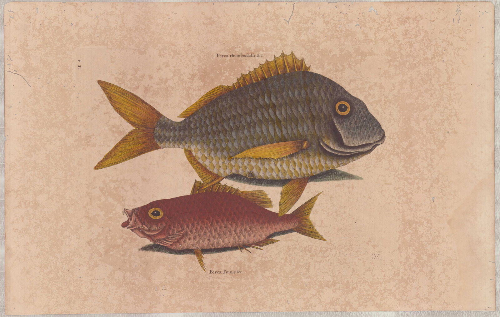 Mark Catesby (British, 1683-1749), Hand colored engraving, Perca rhomboidalis and Piunis: This hand-colored engraving is by Mark Catesby (British, 1683-1749), taken from his publication The Natural History of Carolina, Florida and the Bahama Islands. The work, dating to circa 1800, depicts