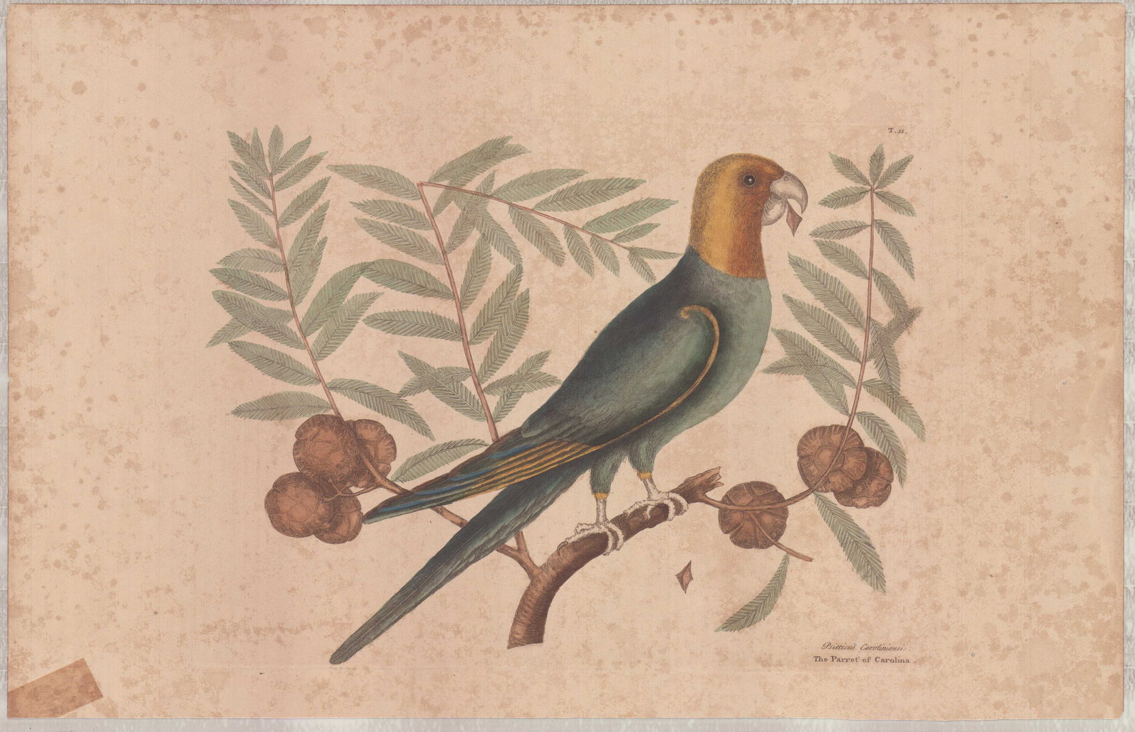 Mark Catesby (British 1679-1749) Hand-Colored Engraving, The Parrot of Carolina: This hand-colored engraving on heavy cream paper is by British naturalist and artist Mark Catesby (1679-1749). The work is plate number T11 from his seminal publication, The Natural History of Carolin