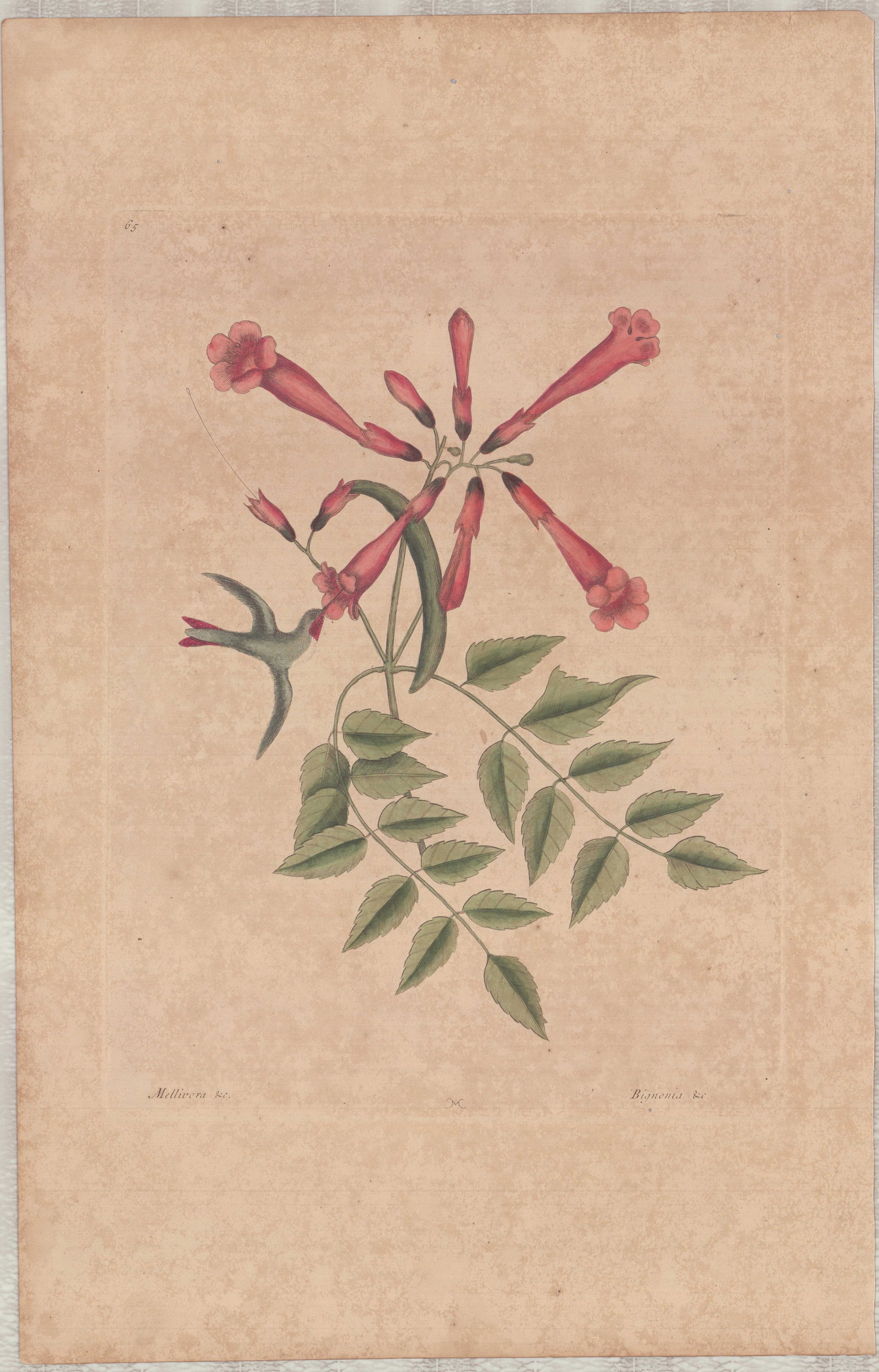 Mark Catesby (British, 1679-1749) Hand-Colored Engraving, Hummingbird & Trumpet Flower: This hand-colored engraving by Mark Catesby (British, 1679-1749) is titled Hummingbird and Trumpet Flower, representing plate number 65 from The Natural History of Carolina, Florida and the Bahama Isl