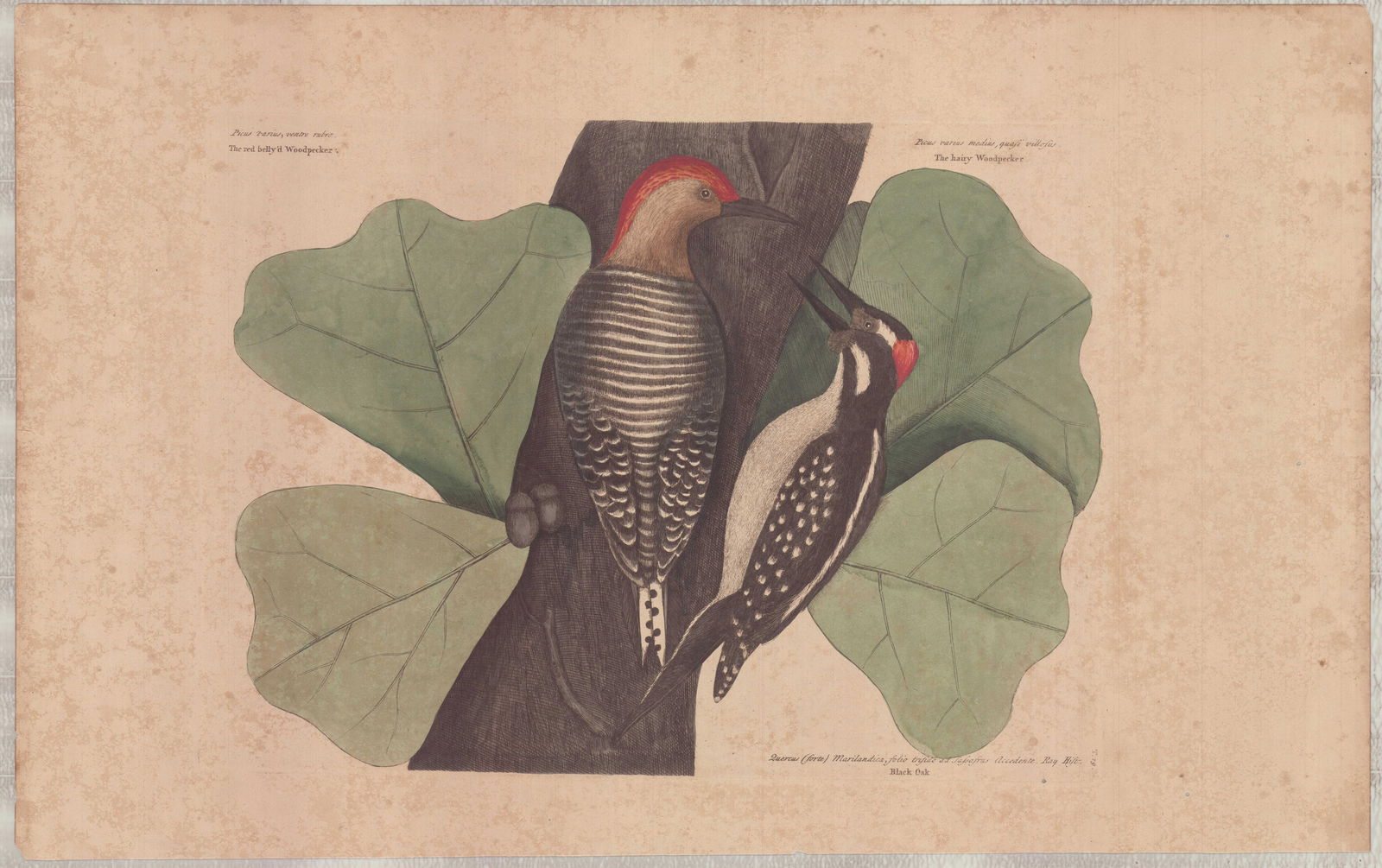 Mark Catesby (British, 1679-1749) Hand-Colored Engraving, The Red Bellied Woodpecker: This hand-colored engraving on paper is by Mark Catesby (British, 1679-1749), plate 19 from The Natural History of Carolina, Florida and the Bahama Islands. The illustration depicts two birds, the Red