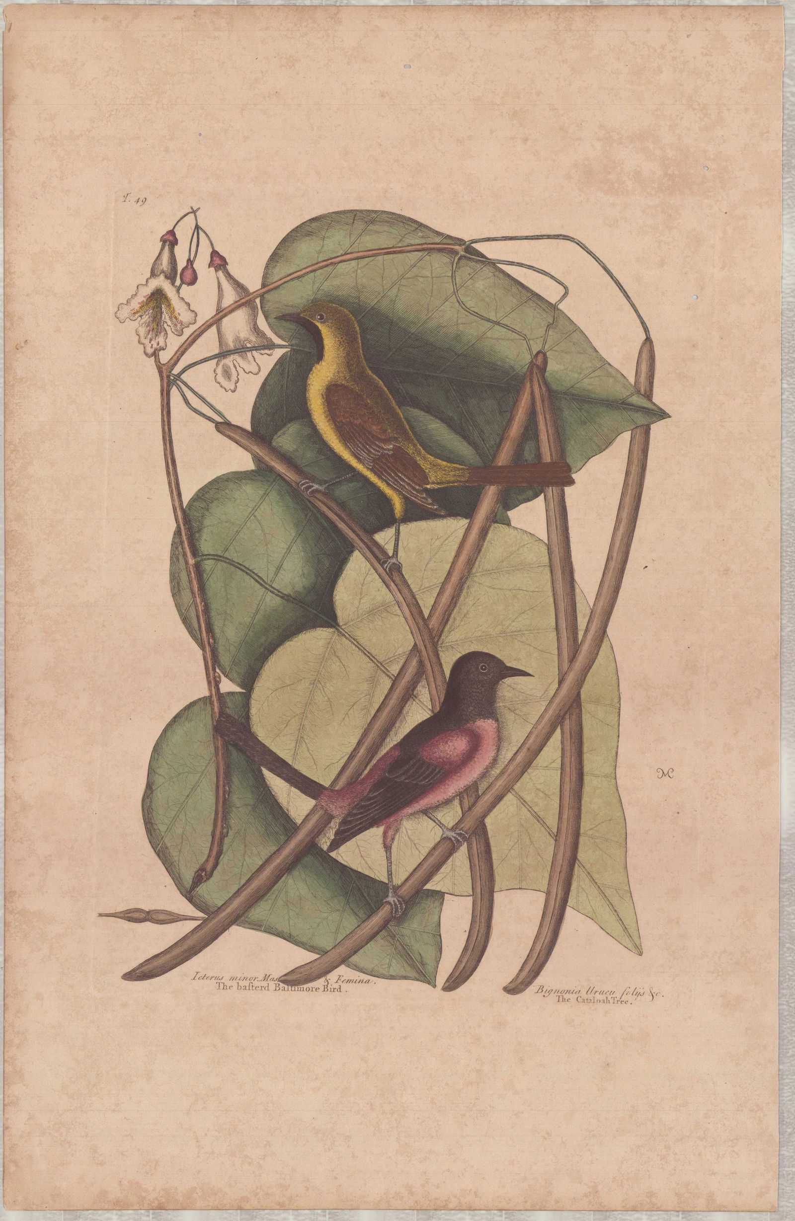 Mark Catesby (British, 1679-1749), Hand colored engraving, The Bafterd Baltimore Bird: This hand-colored etching and engraving on paper is by Mark Catesby, from the publication The Natural History of Carolina, Florida and the Bahama Islands. The work, identified as plate T. 49, depicts