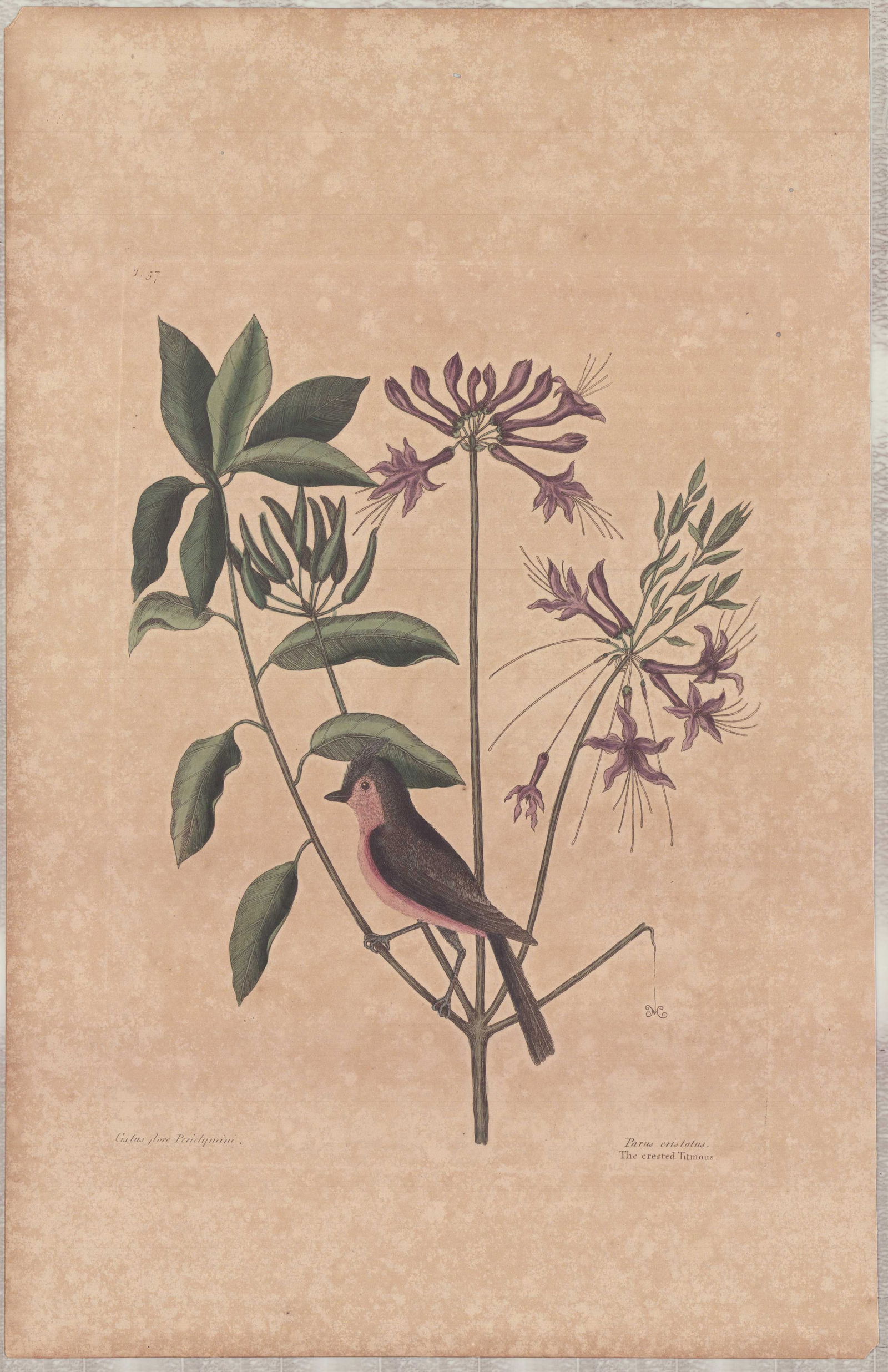 Mark Catesby (British, 1679-1749), Hand-Colored Engraving, The Crested Titmous: Mark Catesby (British, 1679-1749), The Crested Titmous, Plate T57, from The Natural History of Carolina, Florida and the Bahama Islands, circa 1800. This work is a hand-colored engraving with watercol