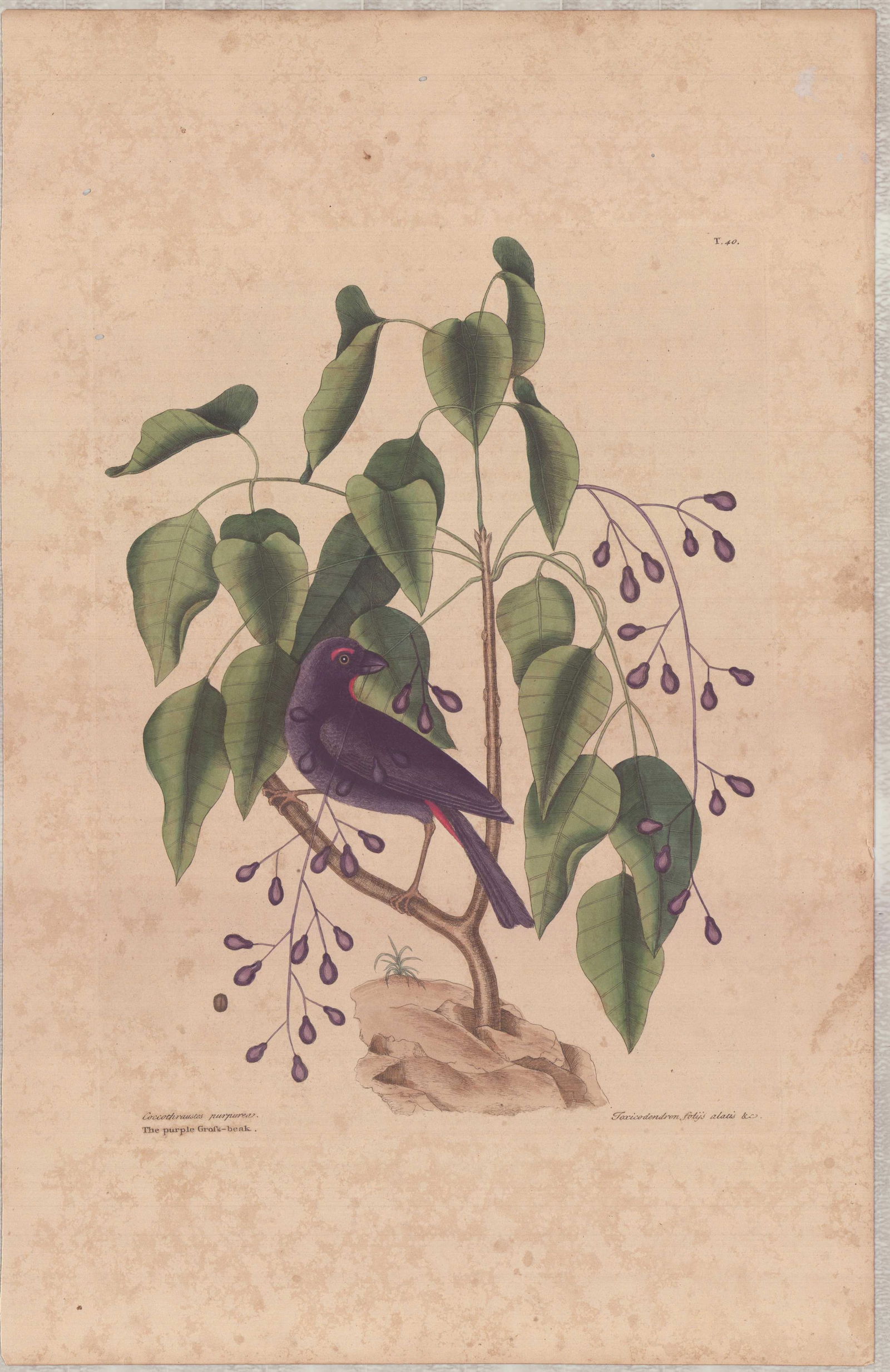 Mark Catesby (British, 1679-1749), Hand-Colored Engraving, The Purple Grofs-beak: Mark Catesby (British, 1679-1749), The Purple Grofs-beak, Plate T40, from The Natural History of Carolina, Florida and the Bahama Islands, circa 1800. This hand-colored engraving on toned paper depict