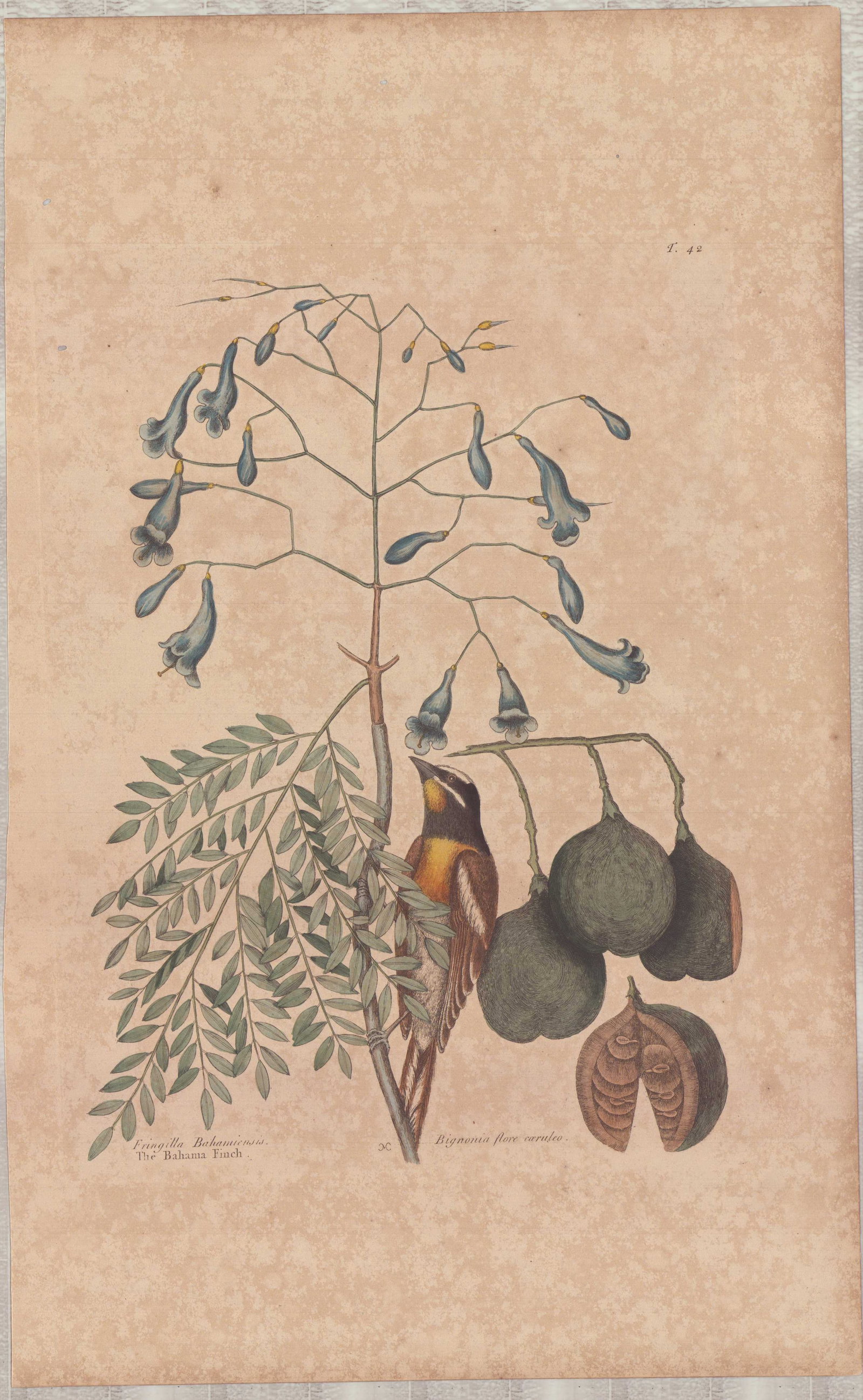 Mark Catesby (British, 1679-1749)Hand-Colored Engraving, The Bahama Finch: The Bahama Finch, Plate 42, is from Mark Catesby's (British, 1679-1749) The Natural History of Carolina, Florida and the Bahama Islands, circa 1800. This hand-colored etching with watercolor and bodyc