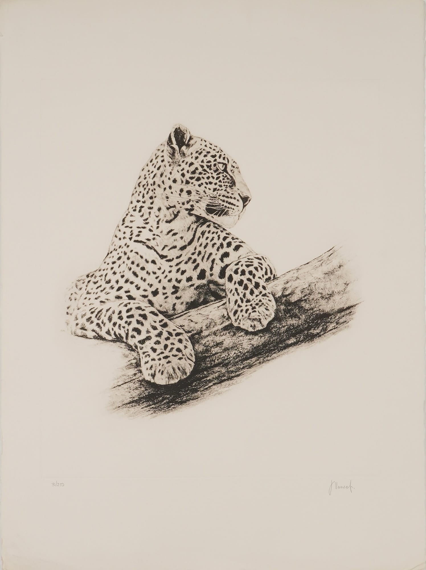 Joseph Vance, Leopard in a Tree, Lithograph (Signed): Joseph Vance (American, 20th Century). A naturalistic monochromatic lithograph on off-white paper with deckled edges, depicting a leopard resting on a tree limb. The subject is rendered with detailed