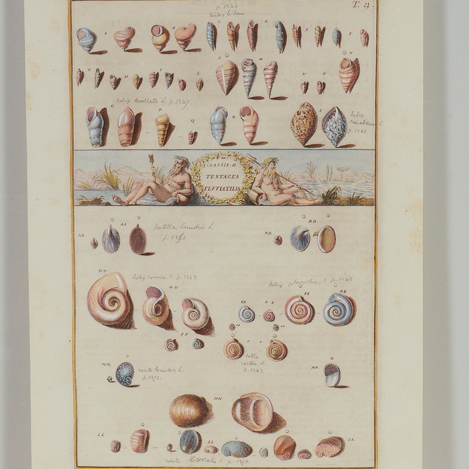 Hand-Colored Engraving of Freshwater Mollusks for Niccolo Gualtieri (1 of 5)