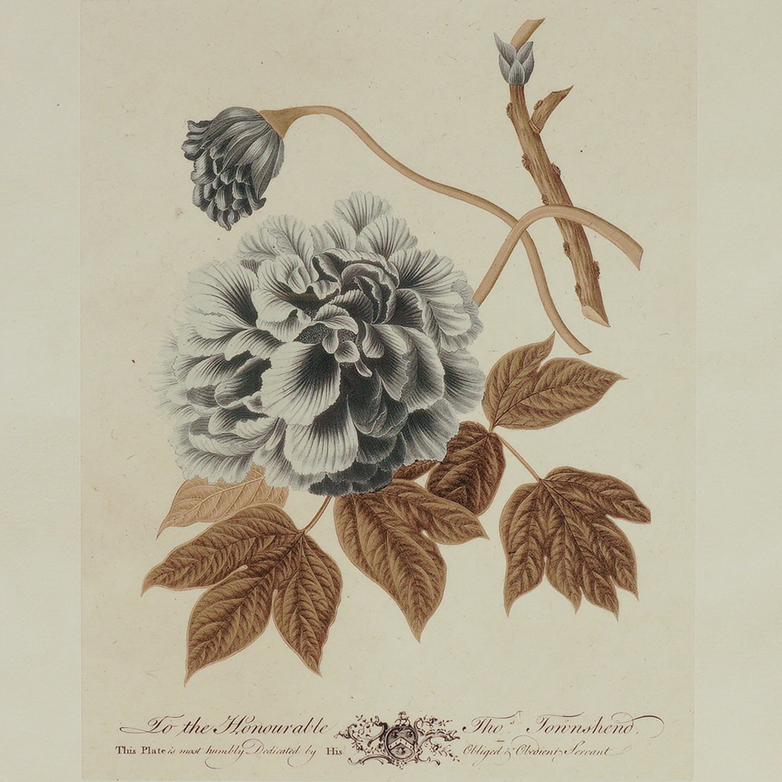 Trowbridge Gallery London, Framed Color Etching, Peonia, Numbered: Elegant botanical color etching titled Peonia, published by Trowbridge Gallery London, depicting a delicately rendered peony bloom in soft shades of gray and sepia with fine detailing of leaves and st