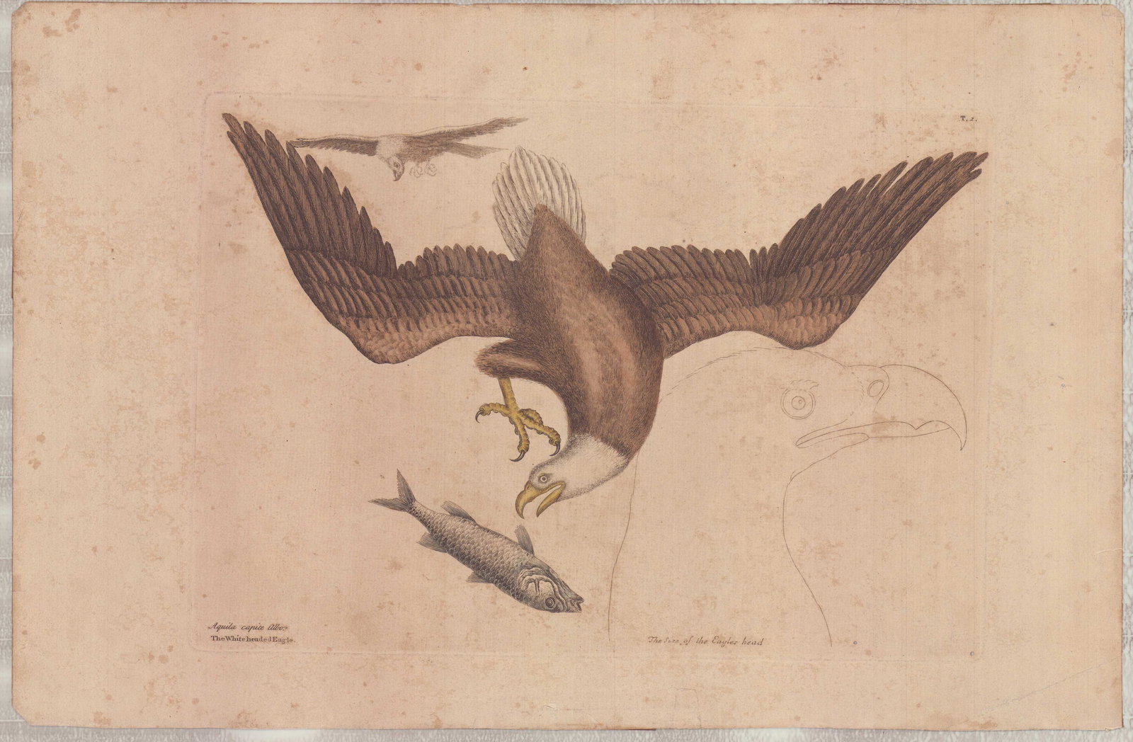 Mark Catesby (British, 1679-1749) Hand-Colored Engraving, The White Headed Eagle: Mark Catesby (British, 1679-1749), The White Headed Eagle, plate number 2, from The Natural History of Carolina, Florida and the Bahama Islands, circa 1800. This hand-colored engraving on toned laid p