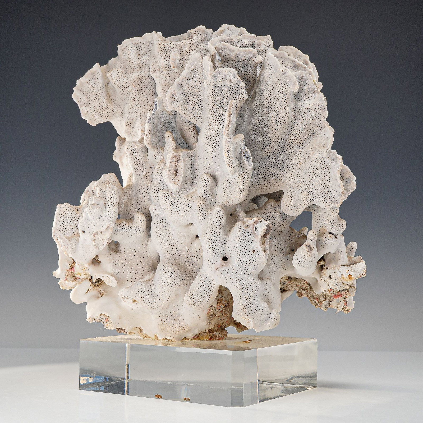 Natural Blue Ridge Coral Specimen on Acrylic Base: A natural coral specimen of the species Heliopora coerulea, commonly known as blue ridge coral. The piece features an intricate, branching structure characterized by broad, fan-like folds and a densel
