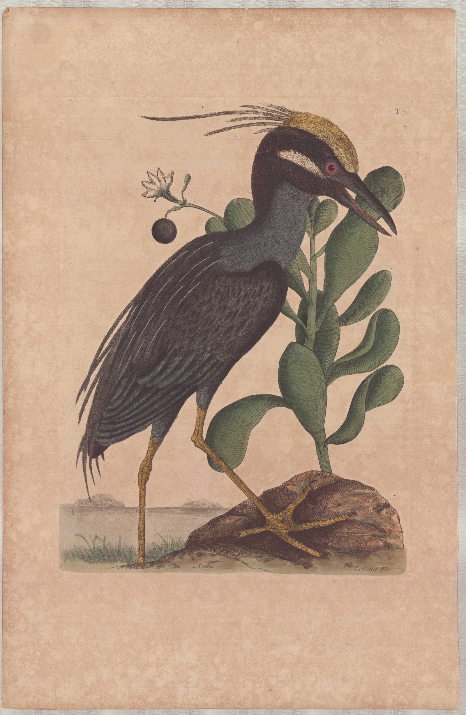 Mark Catesby (British, 1679-1749) Hand-Colored Engraving, Ardea (1 of 1)