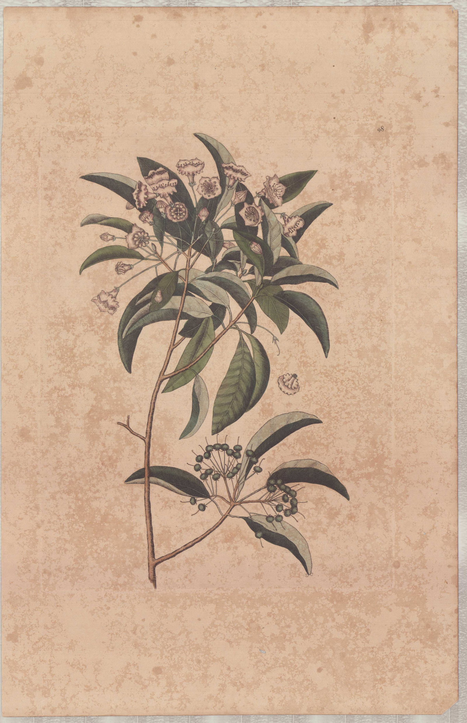 Mark Catesby (British, 1679-1749) Hand-Colored Engraving, Mountain Laurel: A hand-colored engraving titled Mountain Laurel, plate number 98, from Mark Catesby's (British, 1679-1749) The Natural History of Carolina, Florida and the Bahama Islands, circa 1800. The botanical il