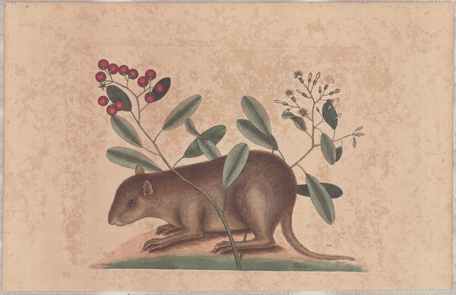 Mark Catesby (British, 1679-1749) Hand-Colored Engraving, The Bhama Coney: This hand-colored engraving is by Mark Catesby (British, 1679-1749) and is plate number 79 from his publication The Natural History of Carolina, Florida and the Bahama Islands, titled The Bhama Coney.