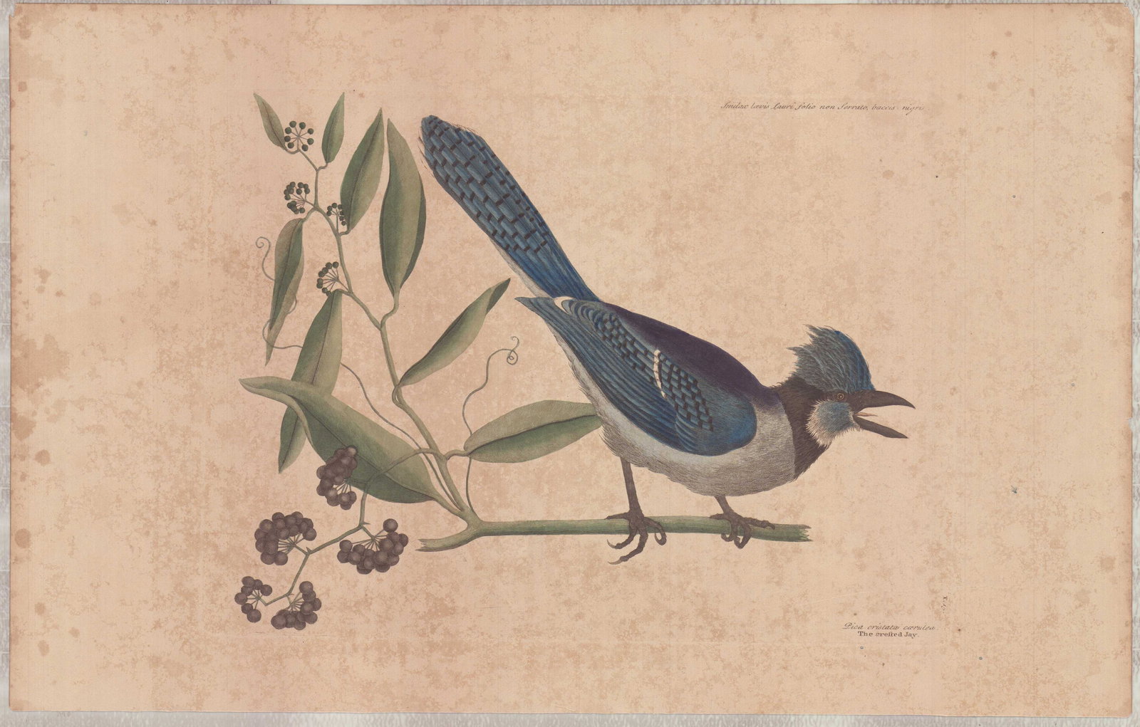 Mark Catesby (British, 1679-1749) Hand-Colored Engraving, The Crested Jay: This hand-colored engraving is by Mark Catesby (British, 1679-1749), titled The Crested Jay, representing plate number 15 from his publication The Natural History of Carolina, Florida and the Bahama I