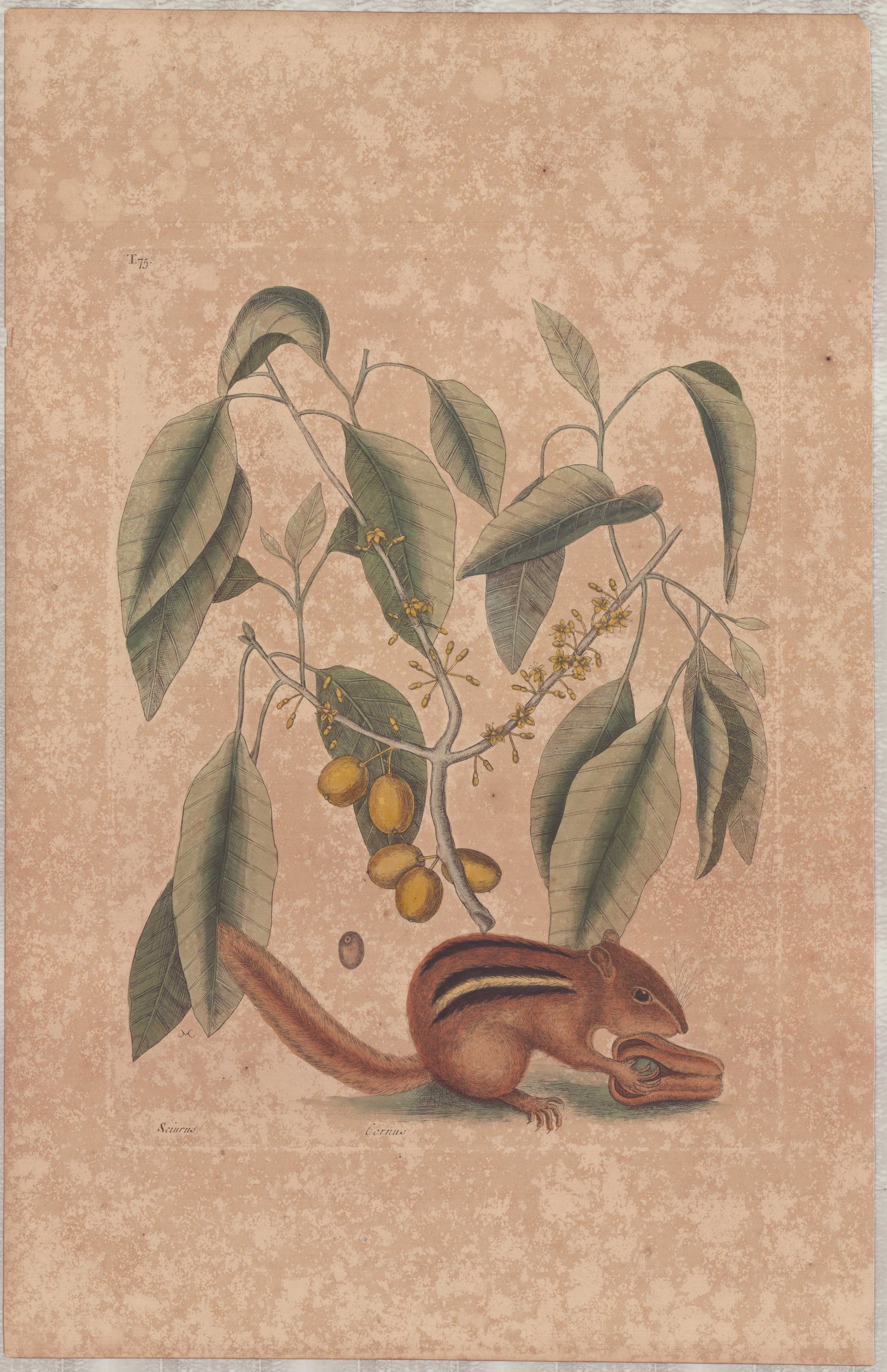 Mark Catesby (British, 1679-1749) Hand-Colored Engraving, The Ground Squirrel (1 of 1)