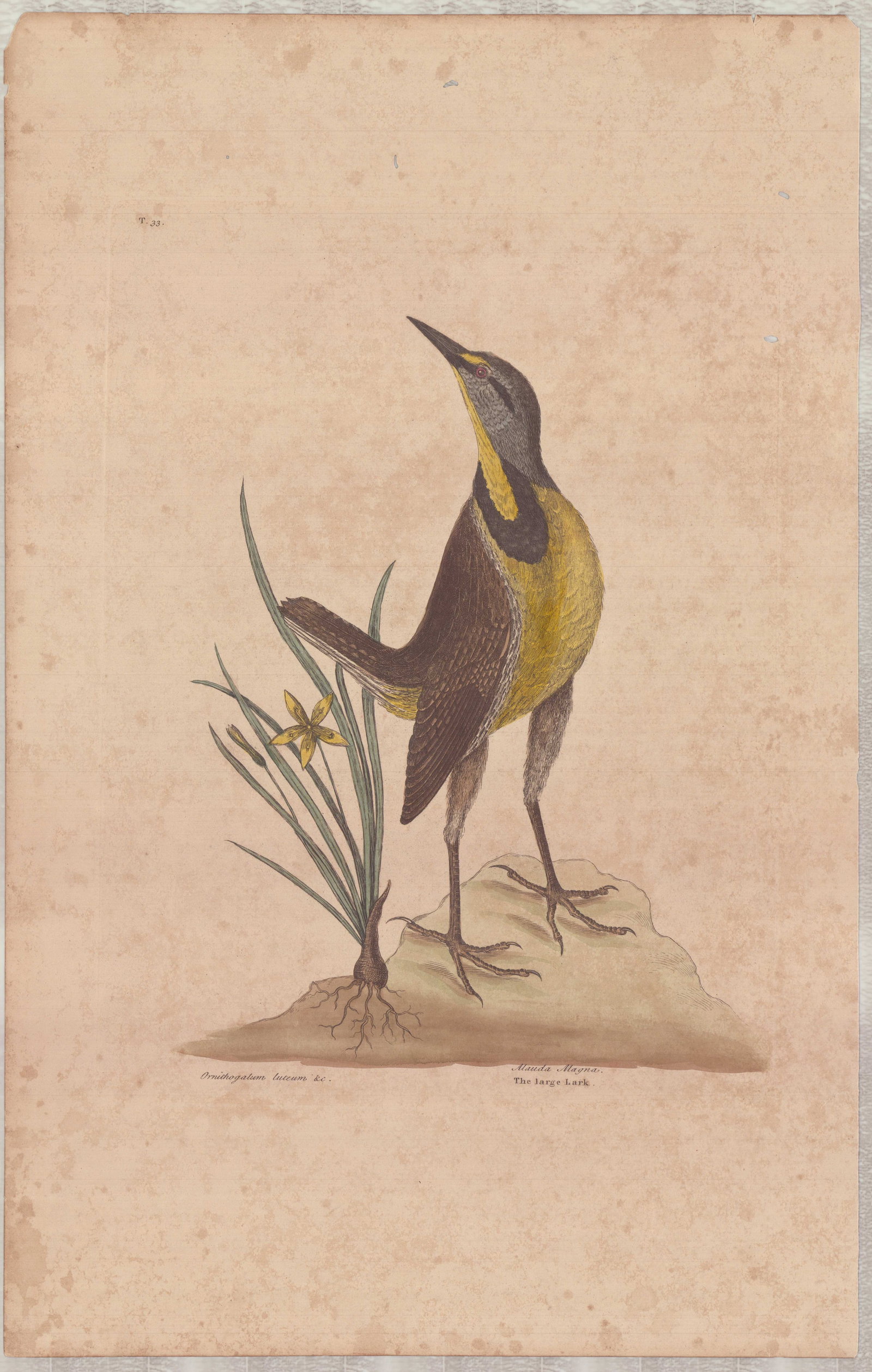 Mark Catesby (British, 1679-1749) Hand-Colored Engraving, The Large Lark: This hand-colored engraving is by Mark Catesby (British, 1679-1749), identified as Plate 33 from The Natural History of Carolina, Florida and the Bahama Islands. The work, dating to circa 1800, depict