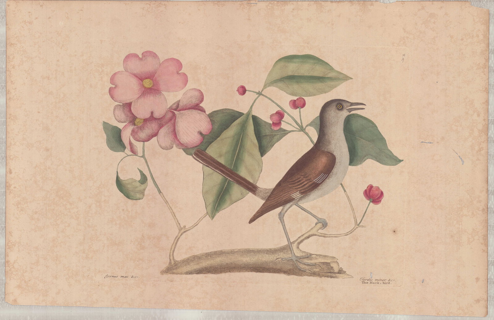 Mark Catesby (British, 1679-1749) Hand-Colored Engraving, The Mockingbird (1 of 1)