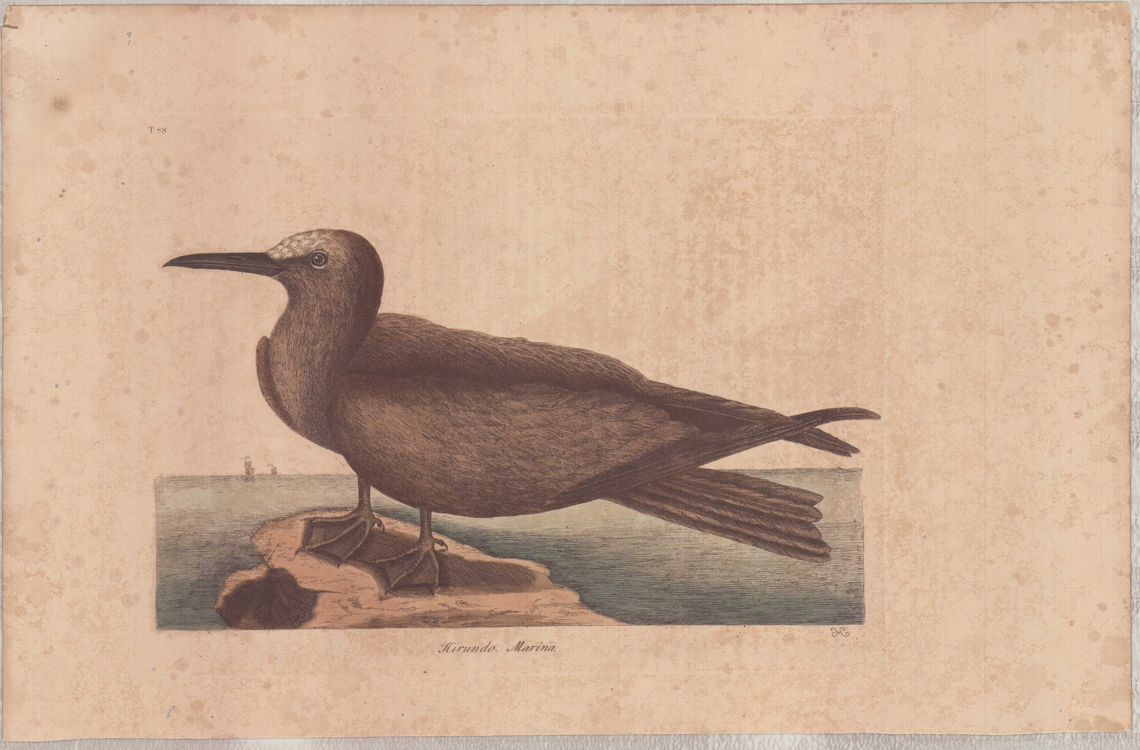 Mark Catesby (British, 1679-1749) Hand-Colored Engraving, The Noddy (1 of 1)