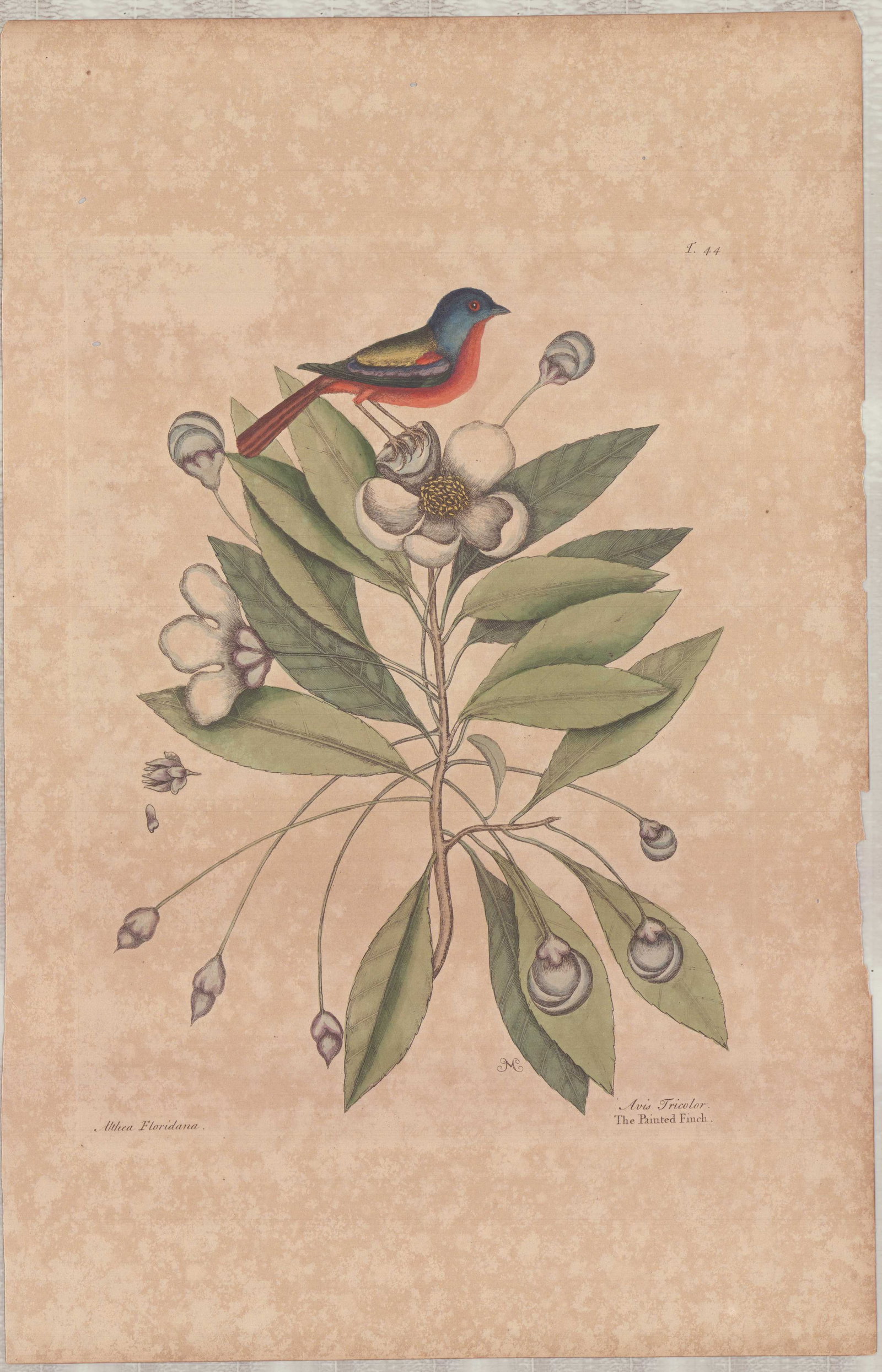 Mark Catesby (British, 1679-1749) Hand-Colored Engraving, The Painted Finch: A hand-colored engraving with watercolor and bodycolor on paper by Mark Catesby (British, 1679-1749), titled The Painted Finch, plate number 44, from The Natural History of Carolina, Florida and the B