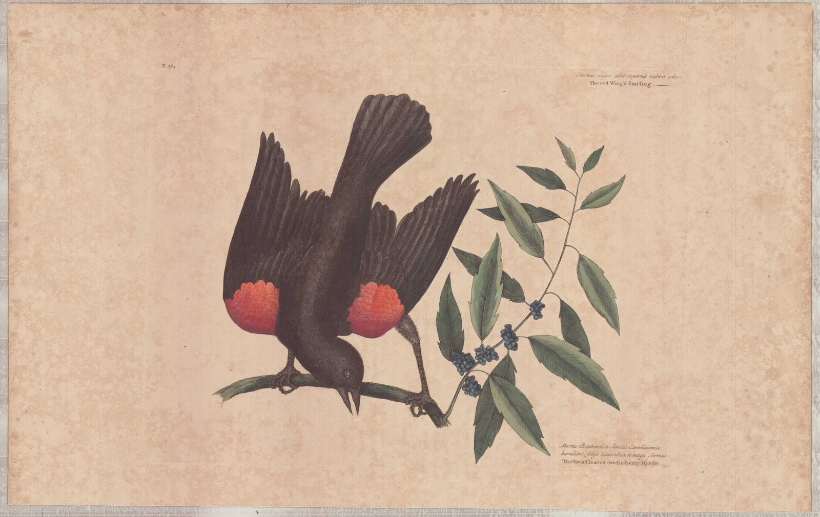 Mark Catesby (British, 1679-1749) Hand-Colored Engraving, The Red Winged Starling: This hand-colored engraving on toned laid paper is a plate from Mark Catesby's The Natural History of Carolina, Florida and the Bahama Islands, dating to circa 1800. The work depicts a Red-winged Blac