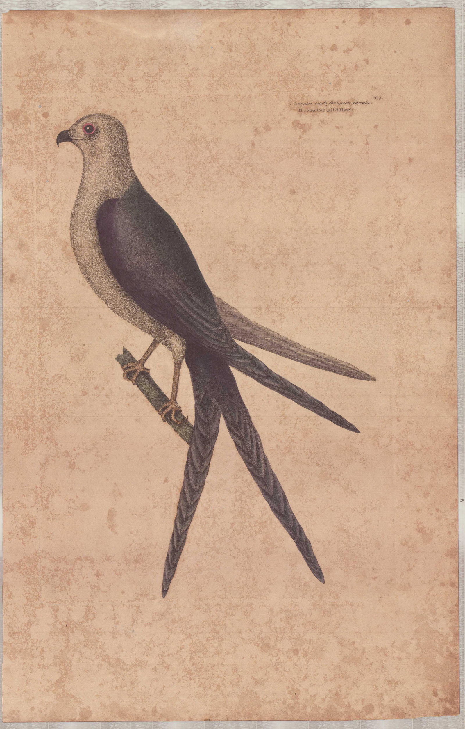 Mark Catesby (British, 1679-1749) Hand-Colored Engraving, The Swallow Tailed Hawk (1 of 1)
