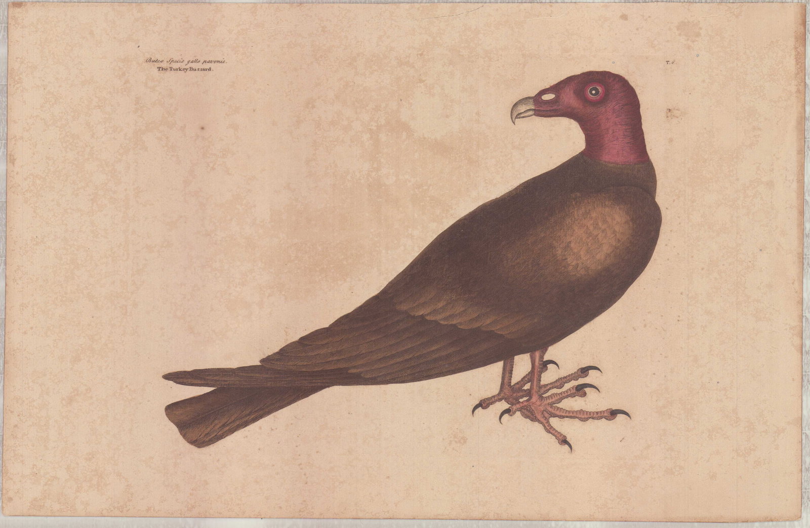 Mark Catesby (British, 1679-1749) Hand-Colored Engraving, The Turkey Buzzard: This hand-colored engraving on laid paper, titled The Turkey Buzzard, plate T6, is from Mark Catesby's (British, 1679-1749) The Natural History of Carolina, Florida and the Bahama Islands. It depicts