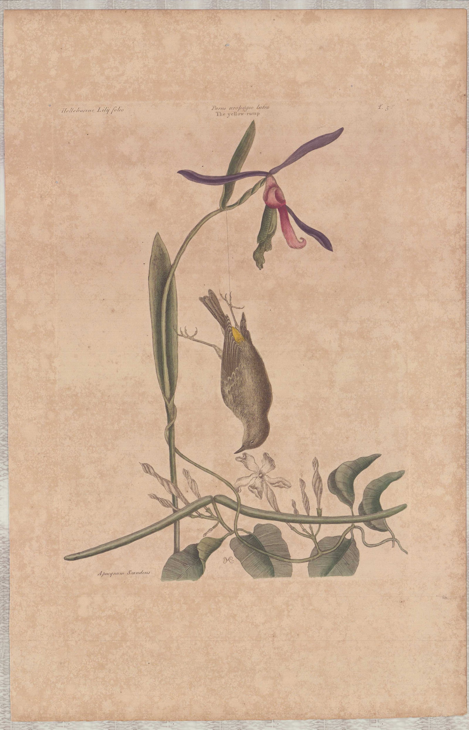 Mark Catesby (British, 1679-1749) Hand-Colored Engraving, The Yellow-rump: This hand-colored engraving with watercolor is by Mark Catesby (British, 1679-1749), identified as Plate 58 (T. 58) from his publication The Natural History of Carolina, Florida and the Bahama Islands