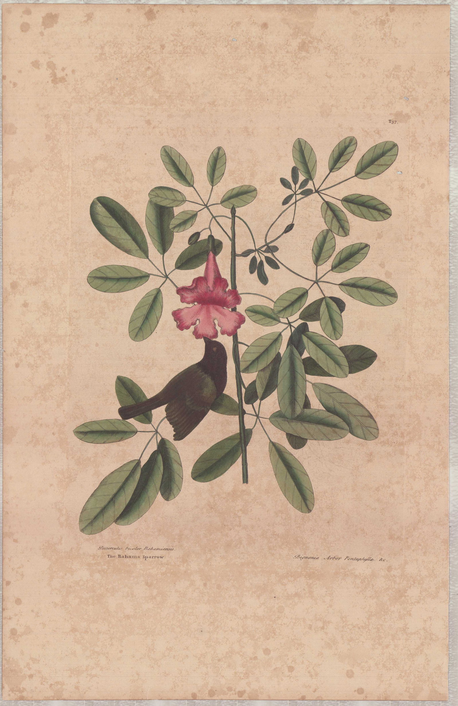 Mark Catesby (British, 1679-1749), Hand colored engraving, The Bahama Sparrow: This hand-colored engraving on wove paper is by Mark Catesby, dating to circa 1800. The work is identified as plate 37 from the publication The Natural History of Carolina, Florida and the Bahama Isla