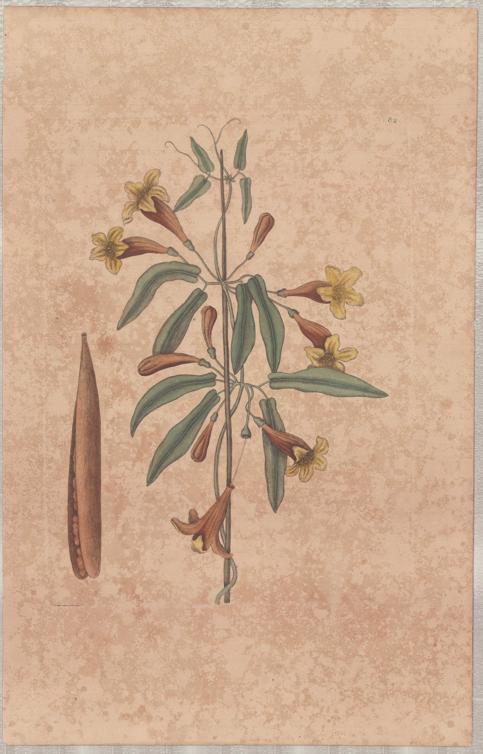 Mark Catesby (British, 1679-1749), Hand-Colored Engraving, Cross Vine: This hand-colored engraving on paper is by Mark Catesby (British, 1679-1749), titled Cross Vine (Bignonia americana, capreolis donata, siliqua breviore), plate number 82. The work is from The Natural