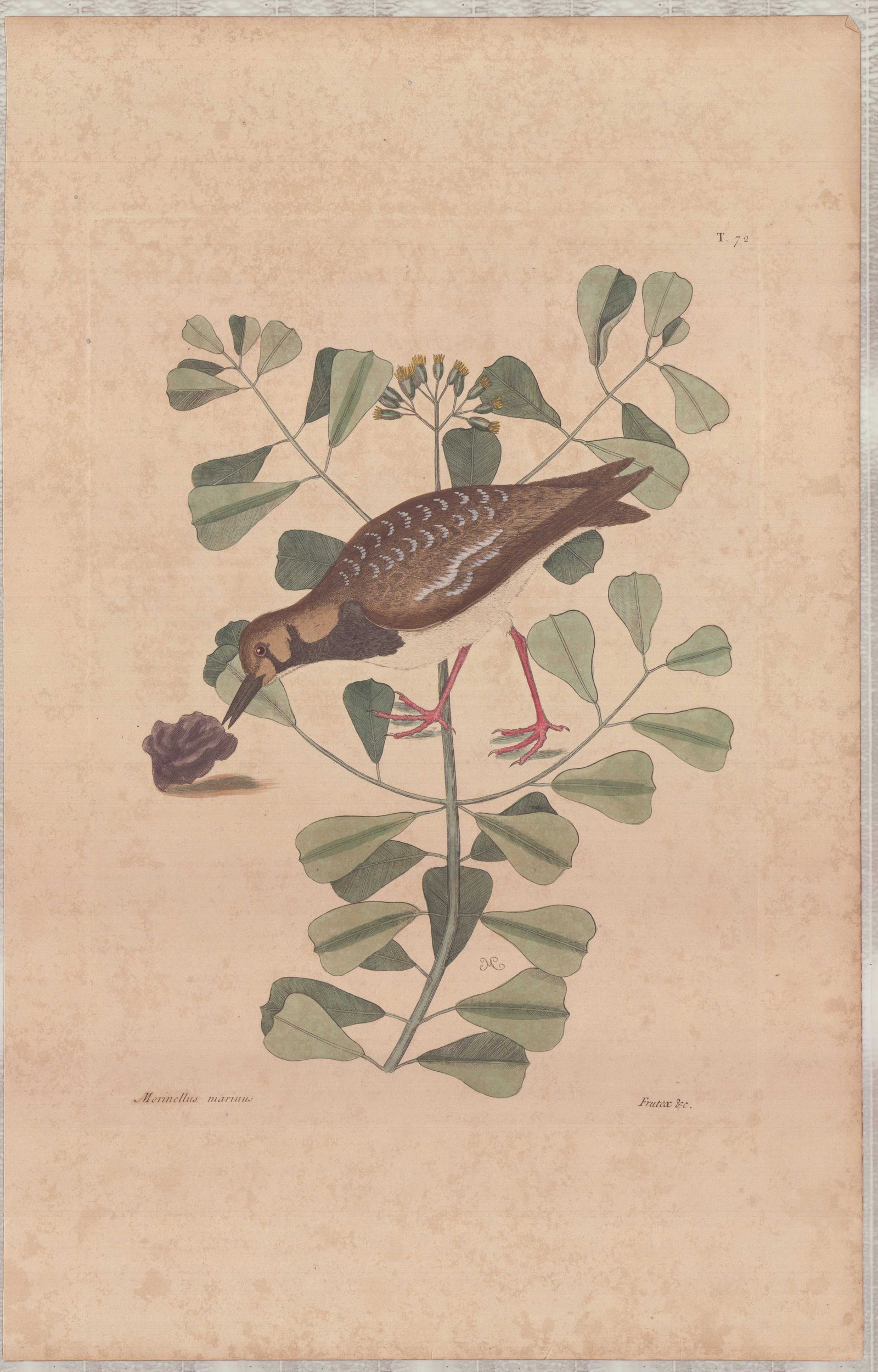 Mark Catesby (British, 1679-1749), Hand-Colored Engraving, Morinellus Marinus (1 of 1)