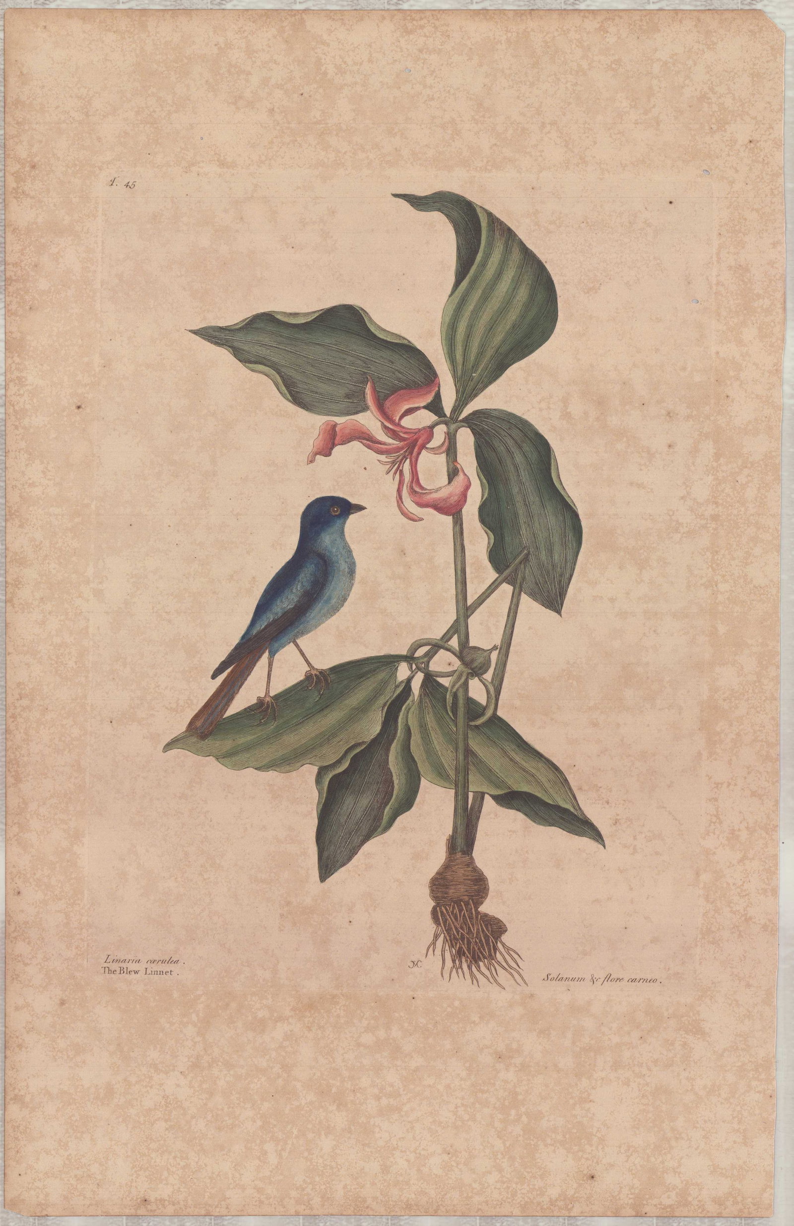 Mark Catesby (British, 1679-1749), Hand-Colored Engraving, The Blew Linnet: This hand-colored engraving on heavy paper is by Mark Catesby, identified as Plate 45 from his work, Natural History of Carolina, Florida, and the Bahama Islands. The illustration depicts a blue bird,