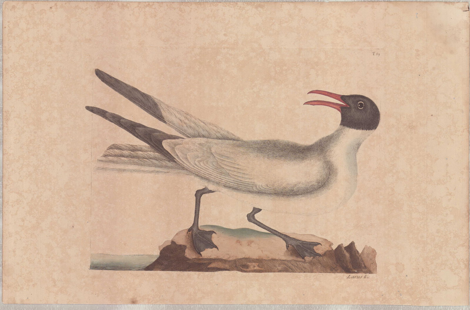 Mark Catesby (British, 1679-1749)Hand-Colored Engraving, The Laughing Gull: This hand-colored engraving, titled The Laughing Gull, is by the British naturalist Mark Catesby and originates from his seminal work, The Natural History of Carolina, Florida and the Bahama Islands.