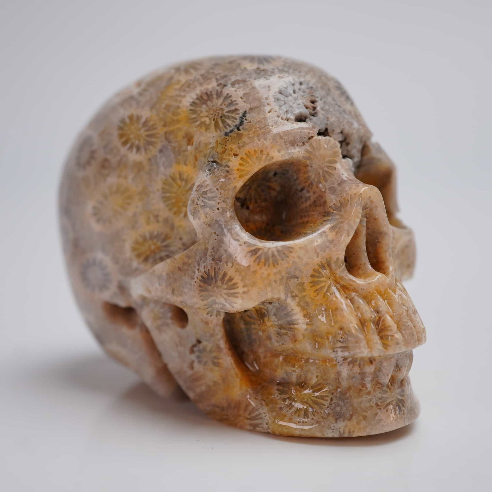 Agatized Fossil Coral Carved Skull (1 of 4)