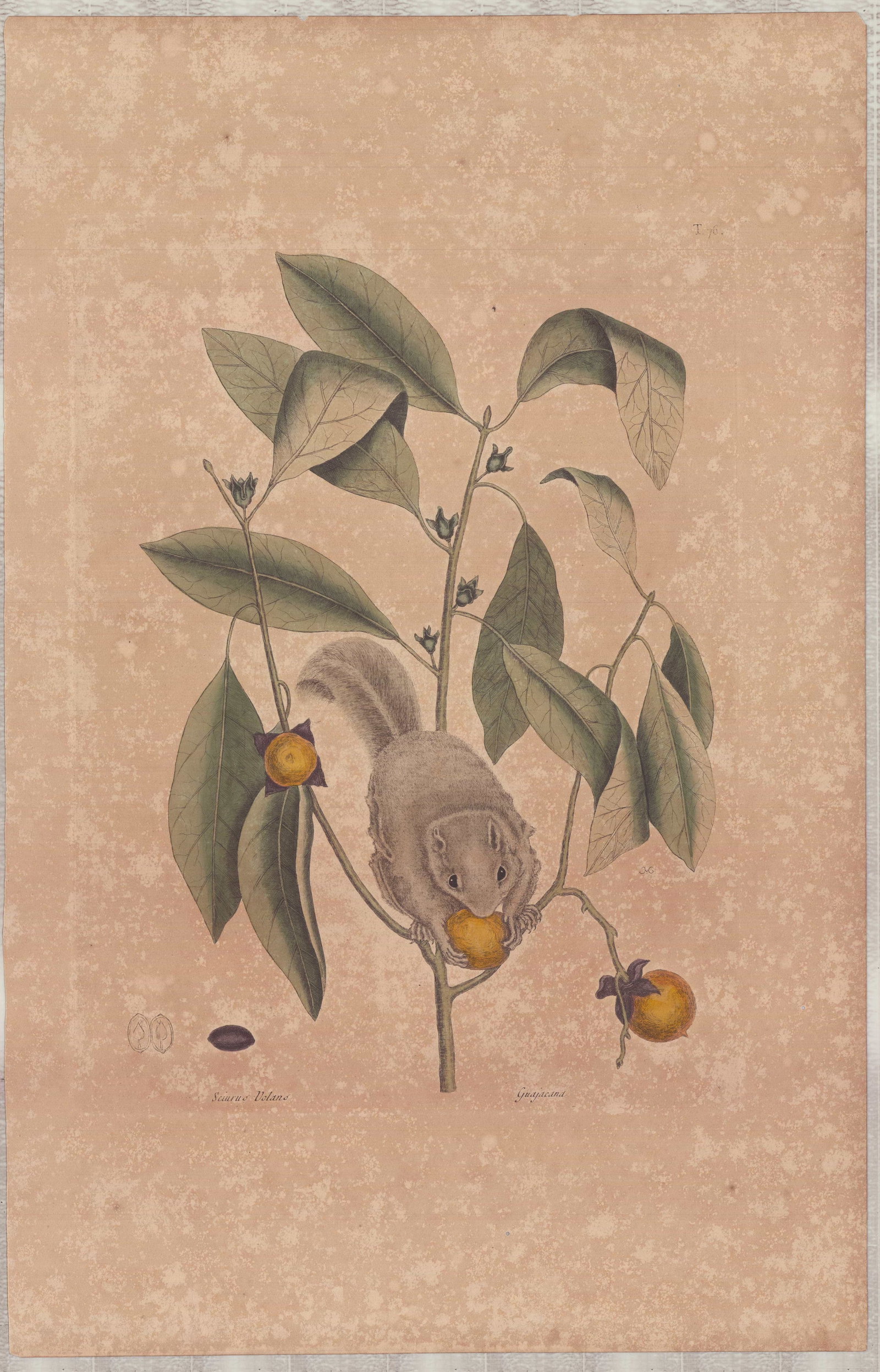 Mark Catesby (British, 1679-1749) Hand-Colored Engraving, Flying Squirrel (1 of 1)