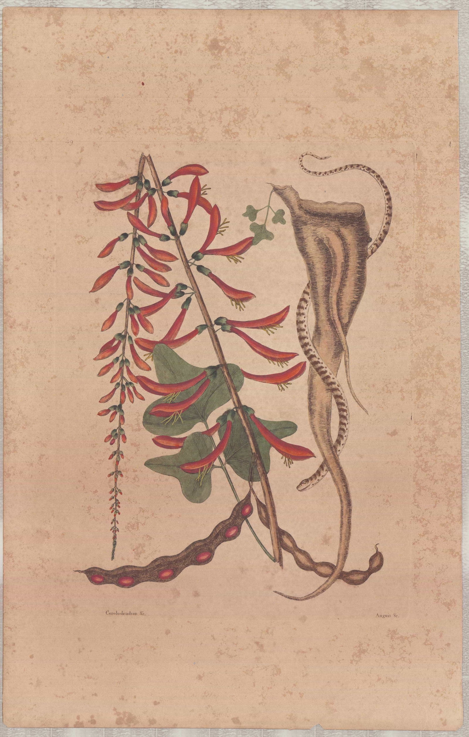 Mark Catesby (British, 1679-1749) Hand-Colored Engraving, The Little Brown Bead Snake (1 of 1)