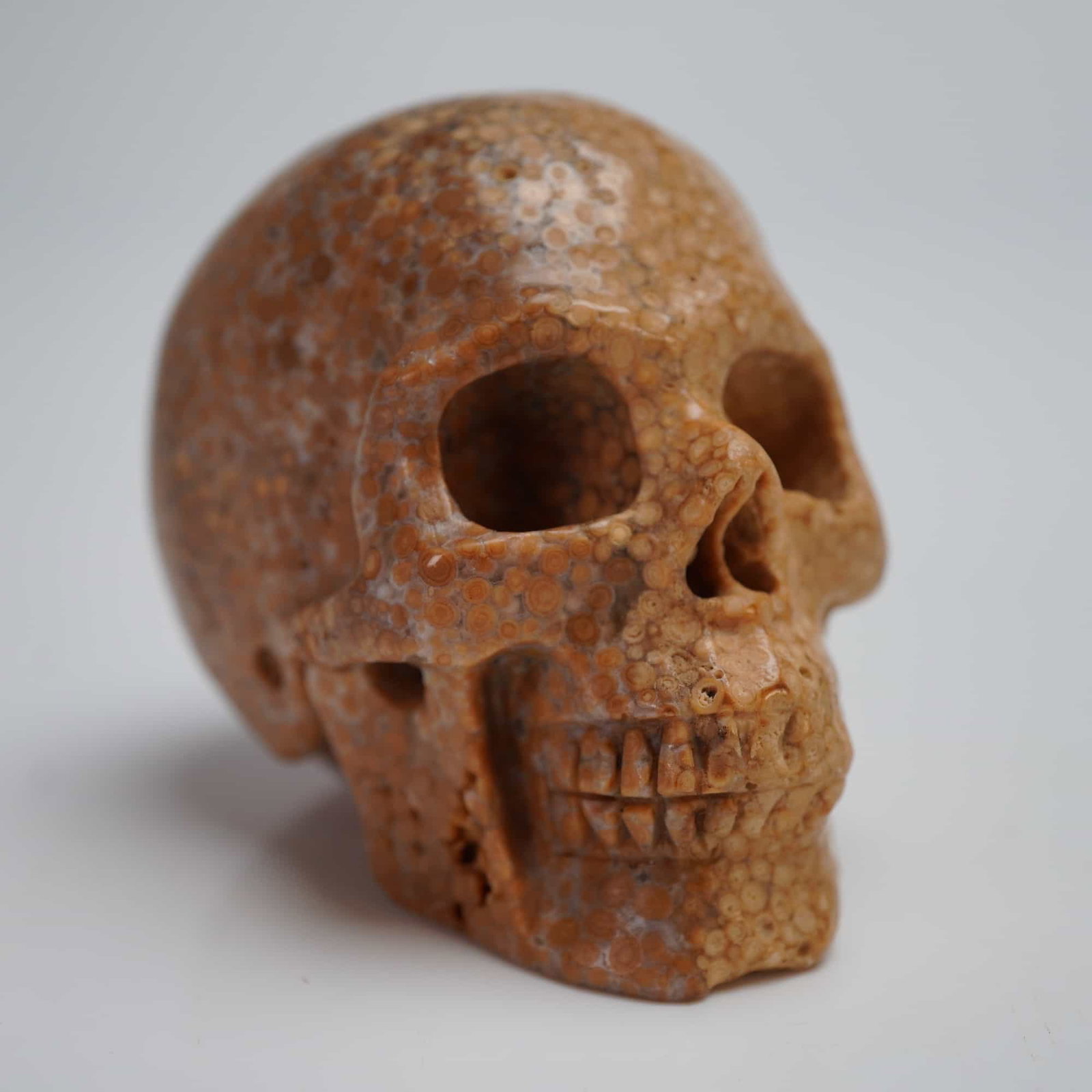 Agatized Coral Hand Carved Fossil Skull (1 of 4)