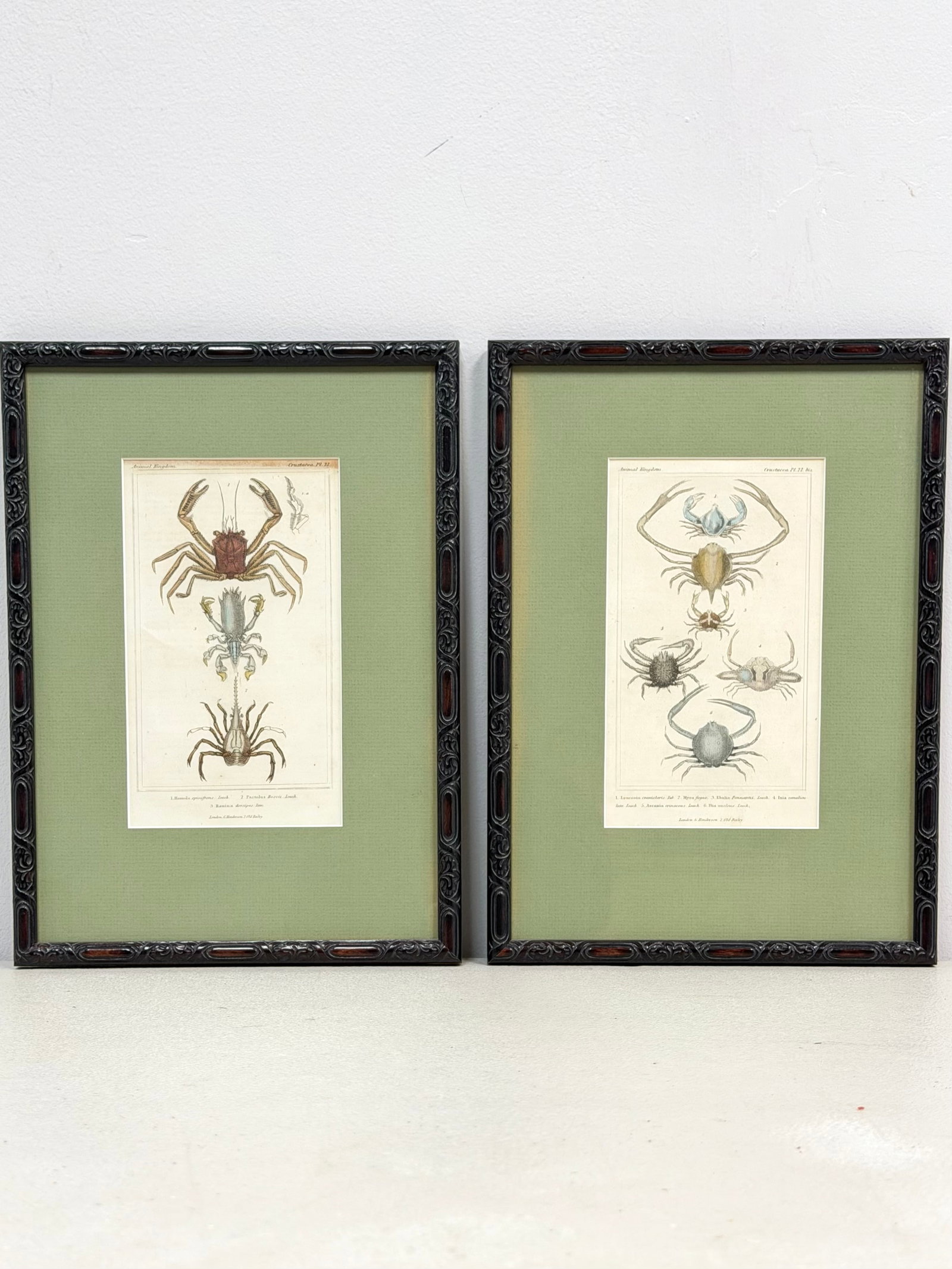 2 Framed Hand-Colored Natural History Engravings from Le Regne Animal (1 of 4)