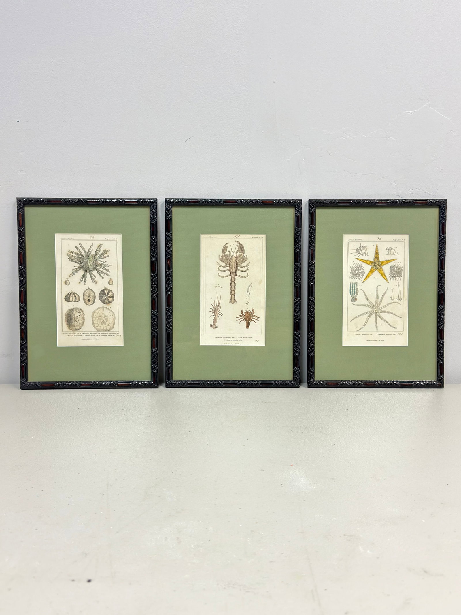 3 Framed Hand-Colored Natural History Engravings from Le Regne Animal (1 of 5)