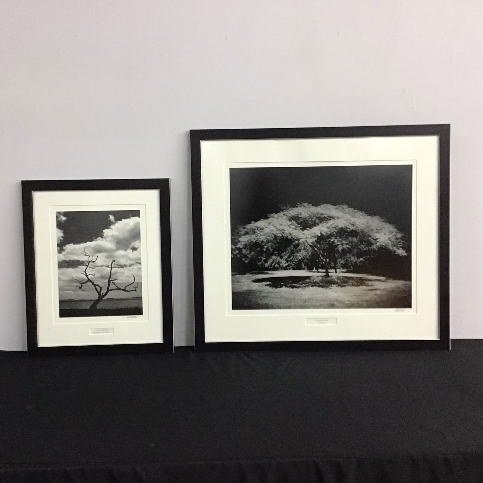 Michael J. D'Amato, Black & White Photography, Florida Landscapes (1 of 4)
