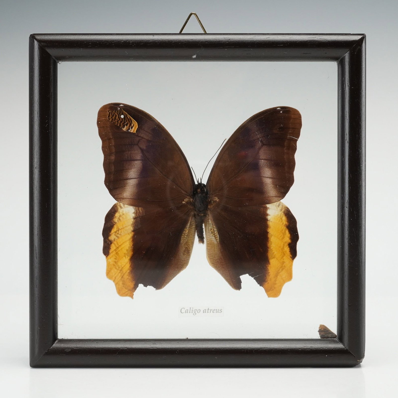 Framed Caligo atreus Magnificent Owl Butterfly Taxidermy Specimen (1 of 3)