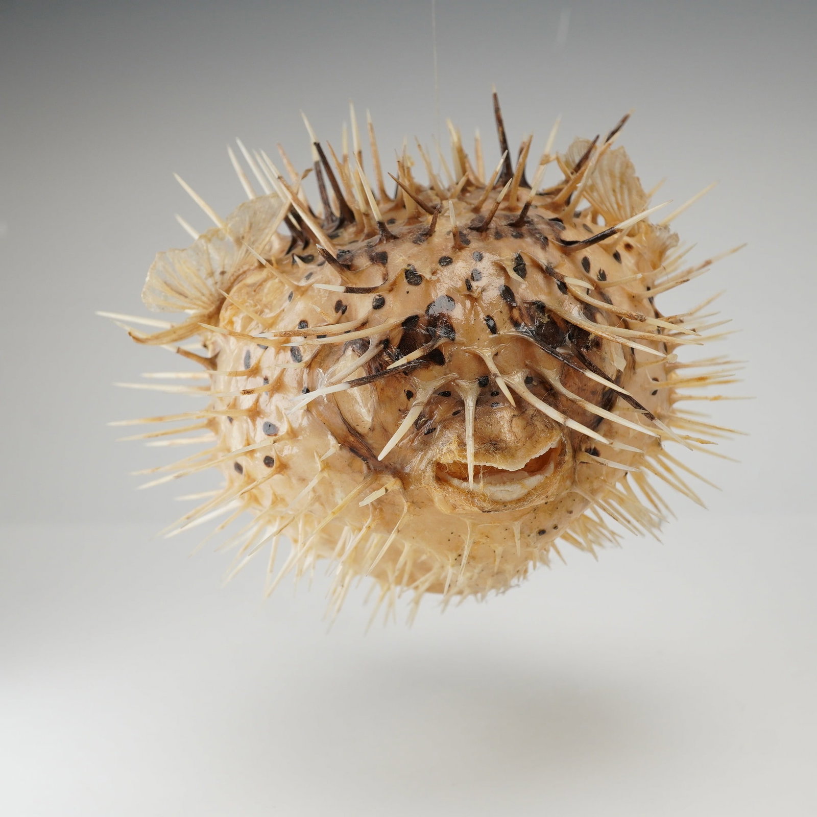 Taxidermy Inflated Porcupine Pufferfish Specimen: This is a naturally preserved and inflated porcupinefish specimen, likely of the species Diodon holocanthus. The specimen is prepared in a spherical, distended form with numerous long, rigid spines