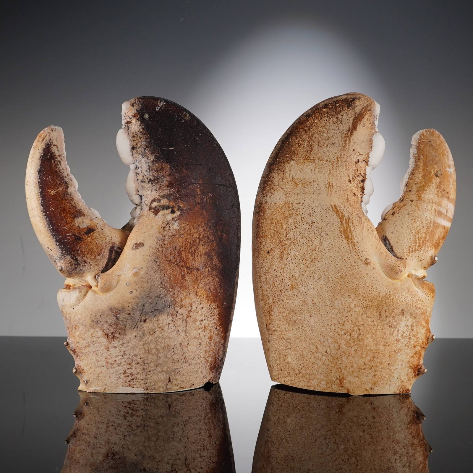 Pair of Giant Fossilized Lobster Claw Specimens (1 of 5)