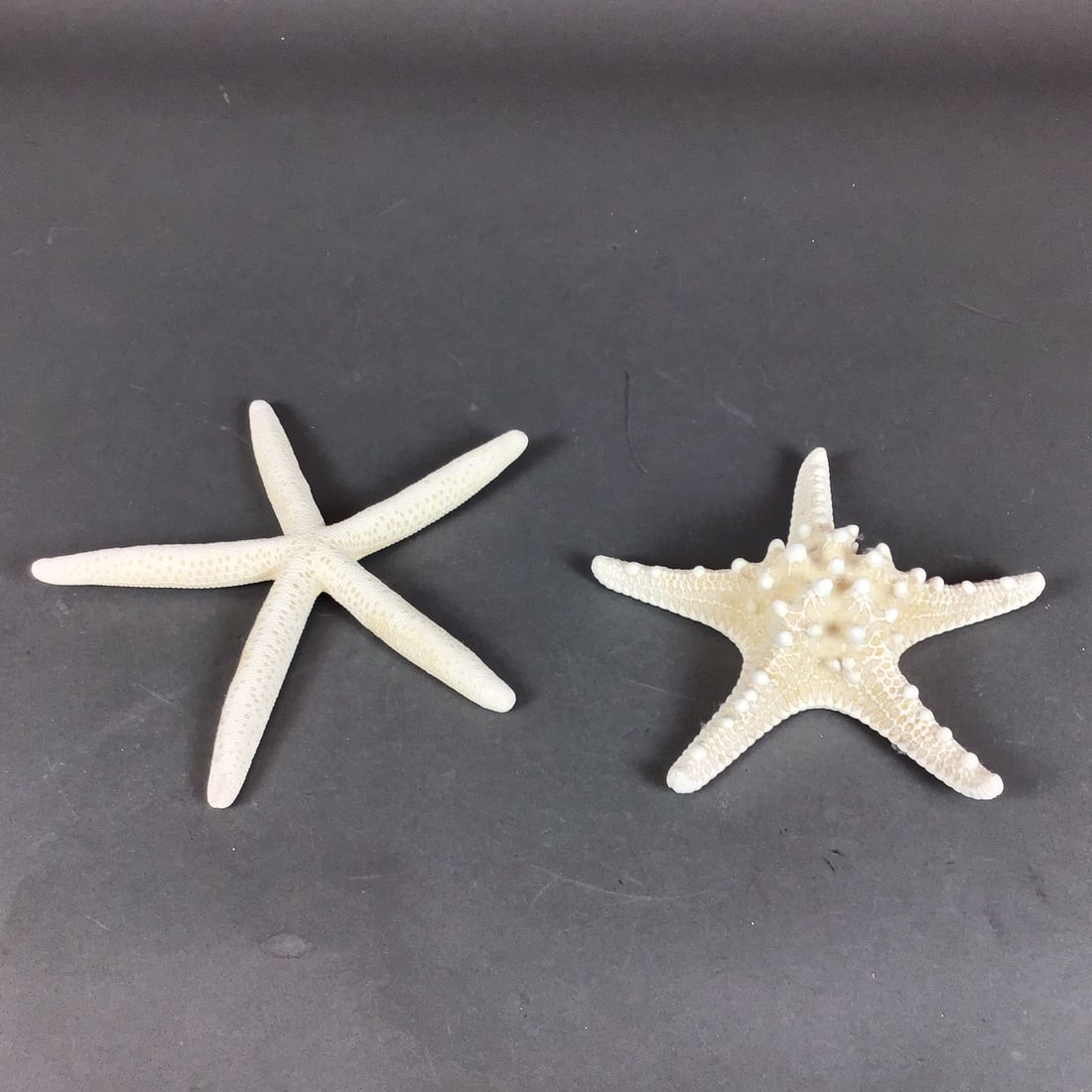 Two Natural White Starfish Specimens including Finger and Knobby Varieties: This 2pc starfish set consists of two professionally dried natural history specimens. The first specimen is a finger starfish, identified as Linckia laevigata, featuring five long, slender, and