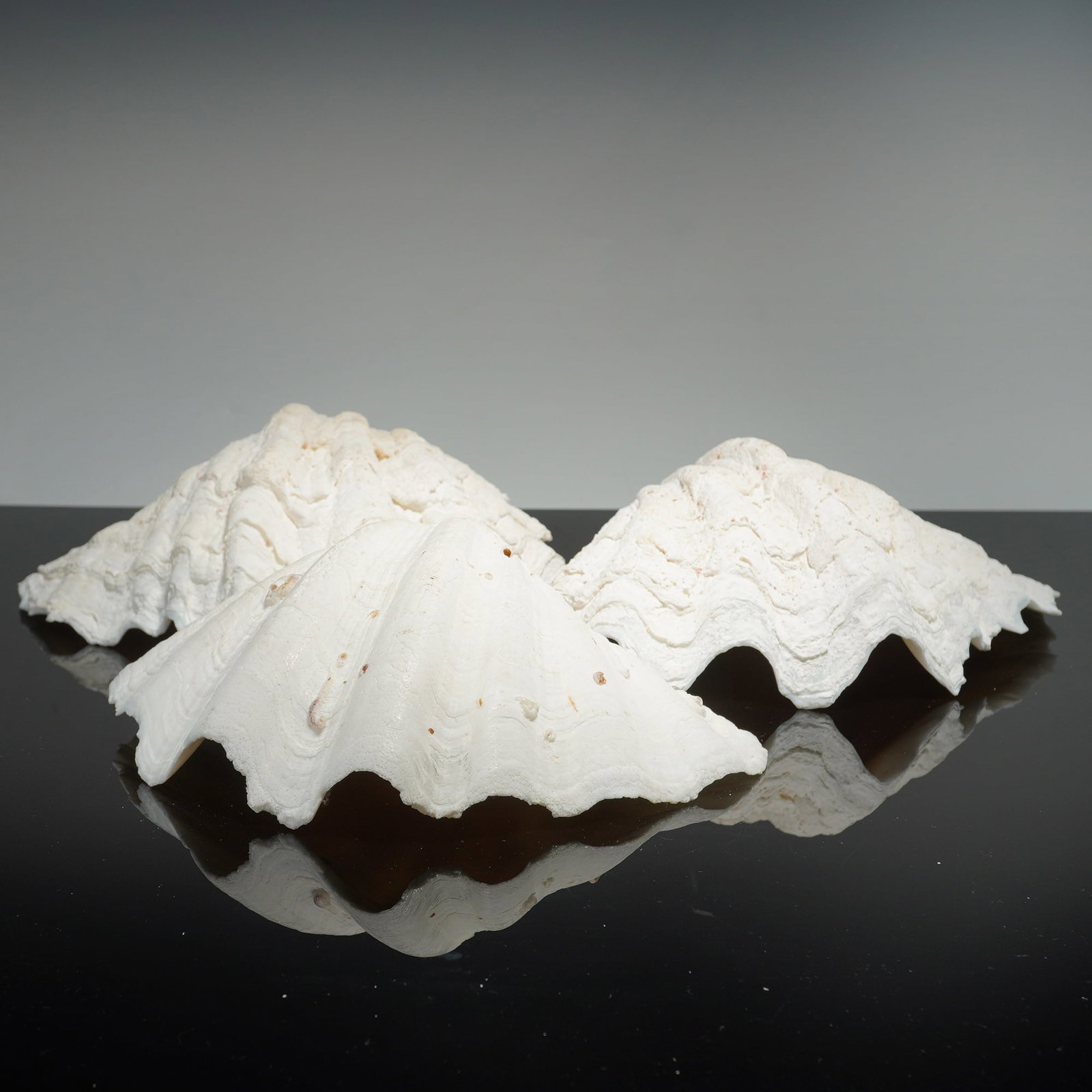 Three Large Giant Clam Shell Valves (1 of 4)