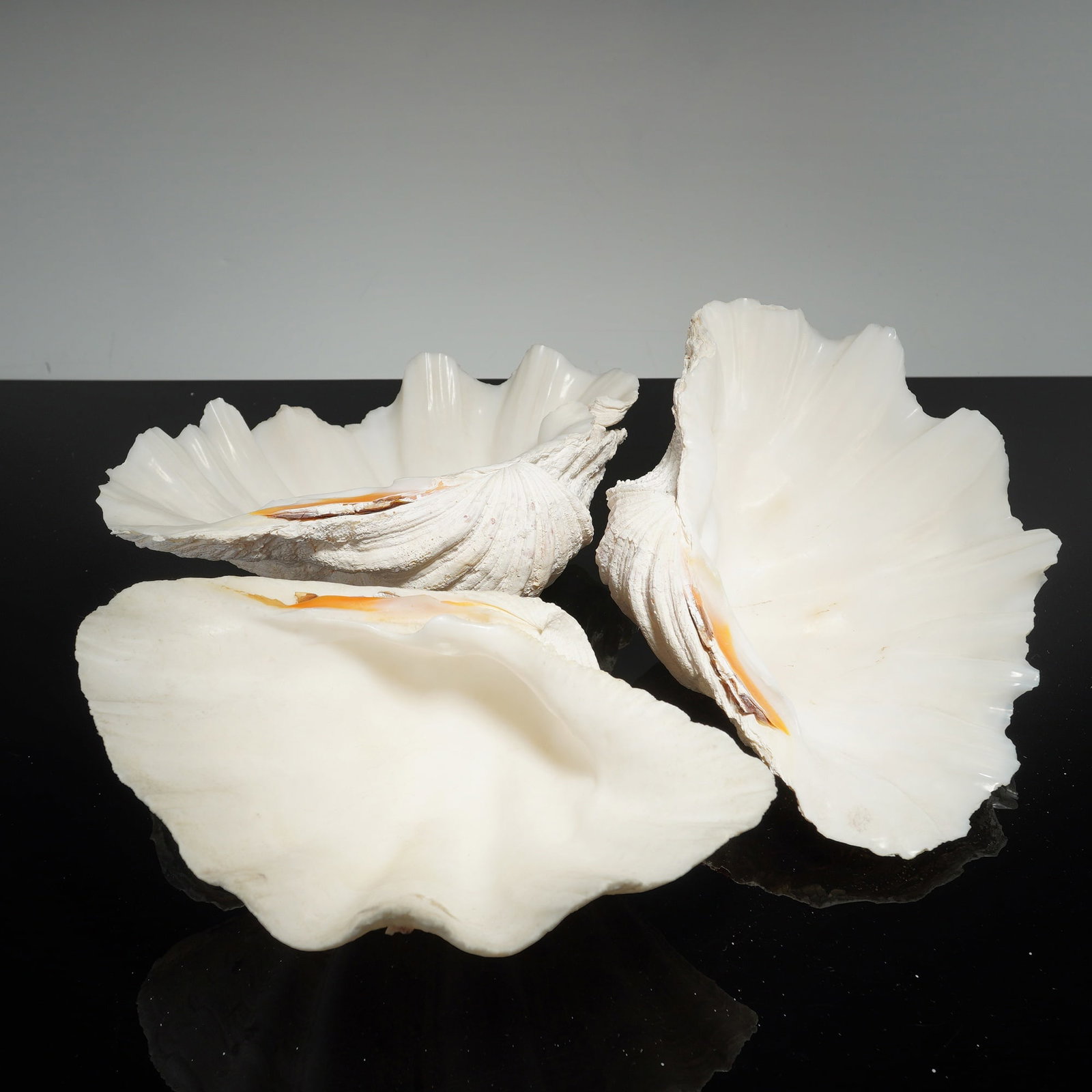 Three Large Giant Clam Shell Valves - 2
