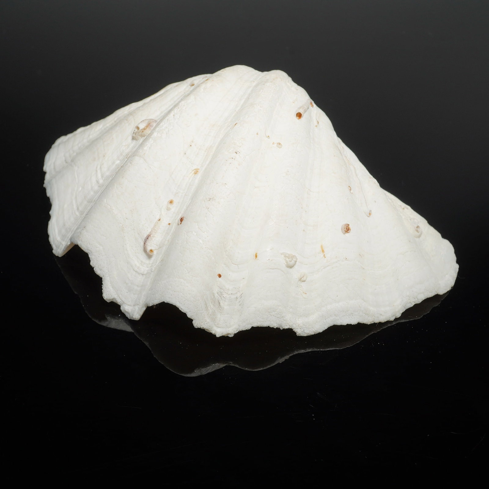 Three Large Giant Clam Shell Valves - 3