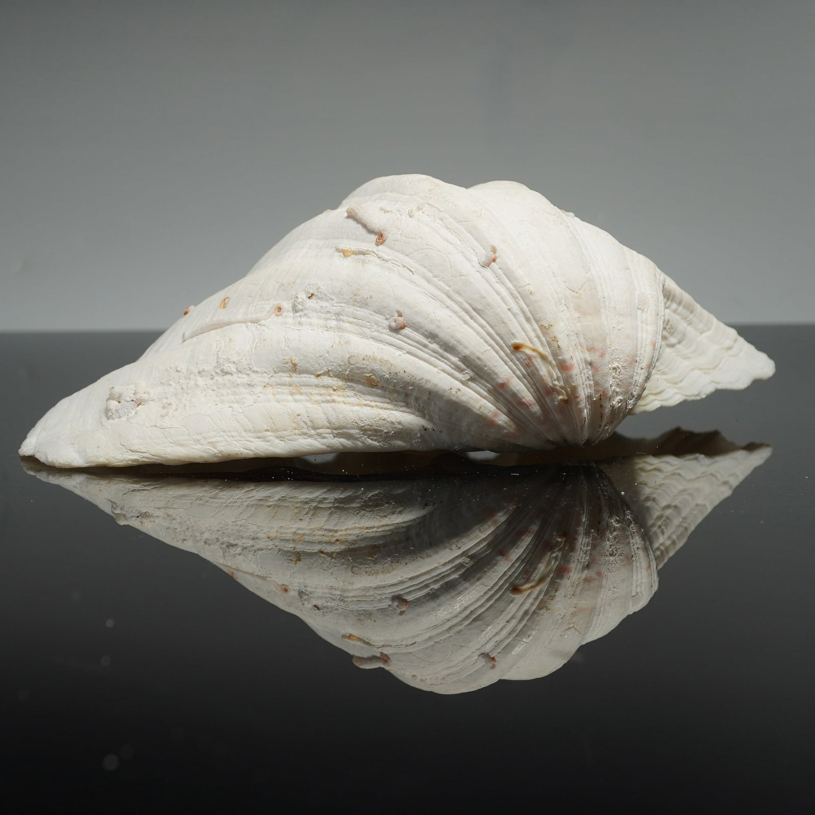 Three Large Giant Clam Shell Valves - 4