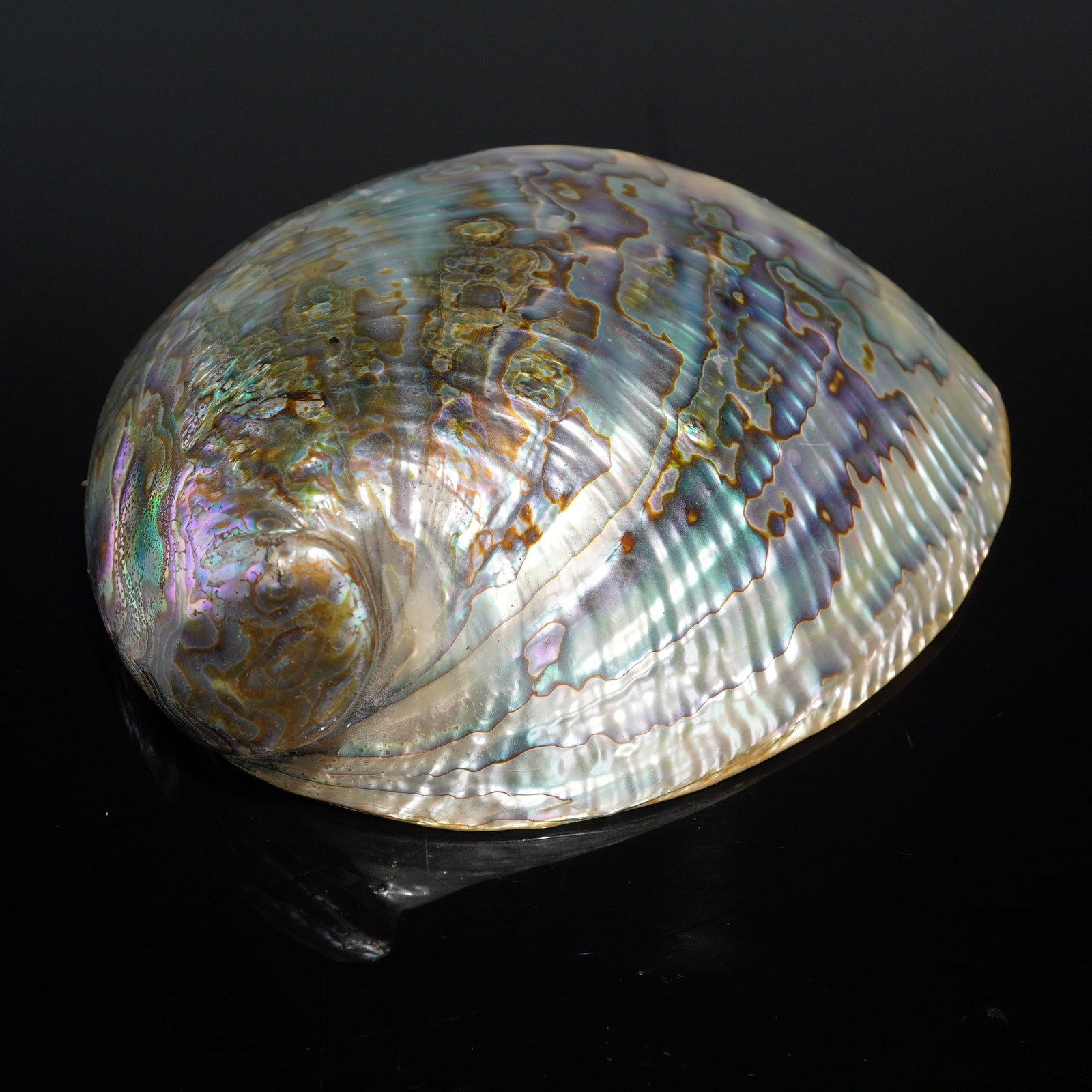 Seashell Paua Abalone