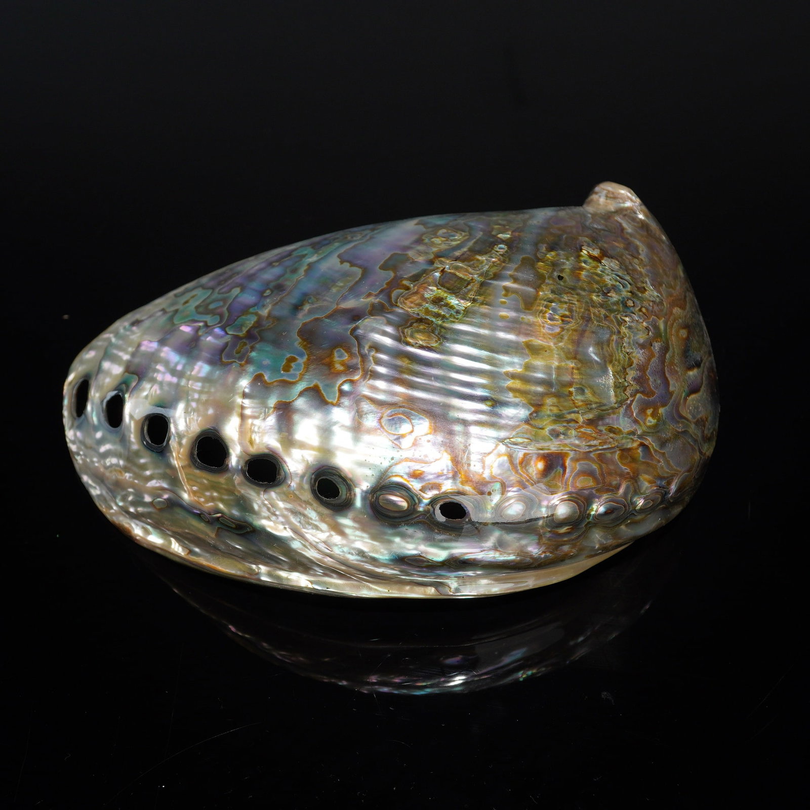 Seashell Paua Abalone - 2